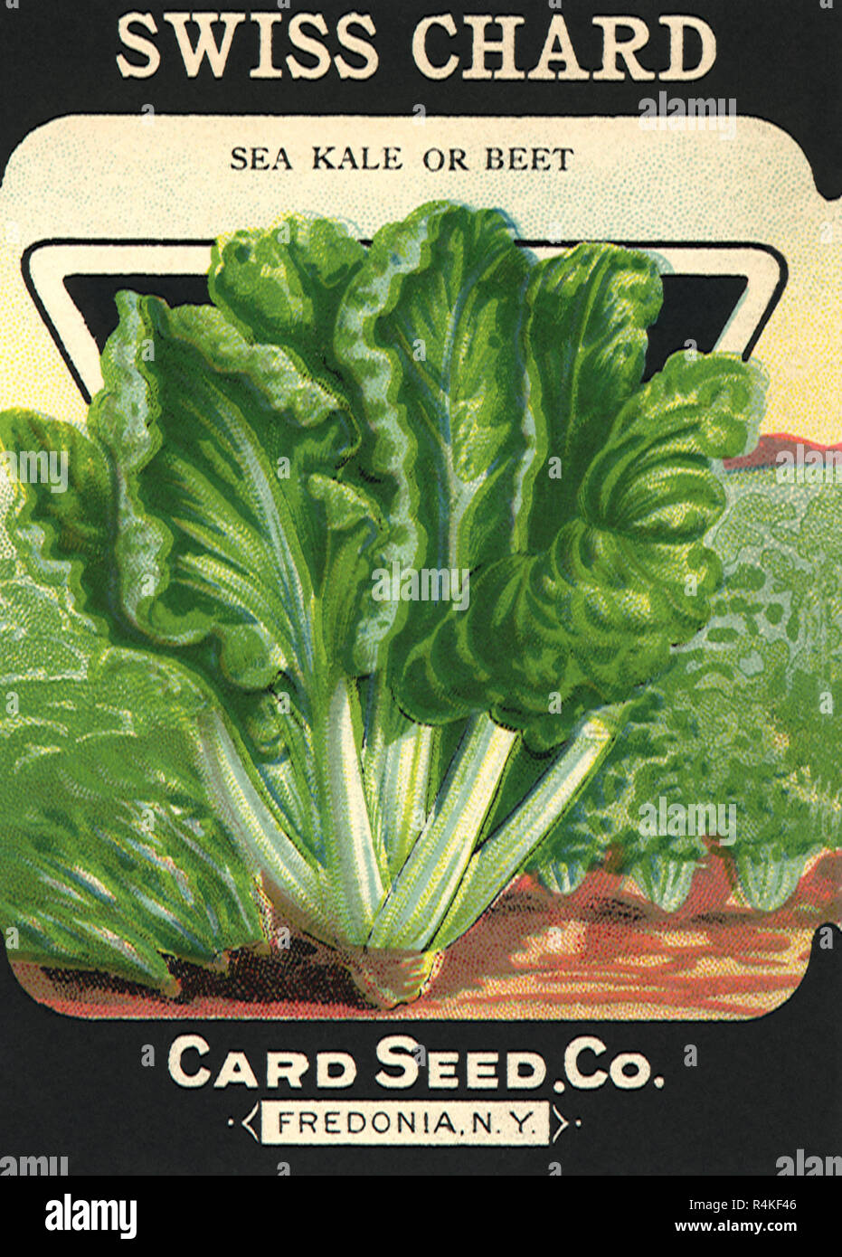 Swiss Chard Seed Packet Stock Photo Alamy