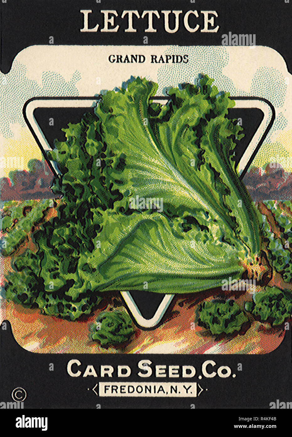 Lettuce Seed Packet Stock Photo Alamy