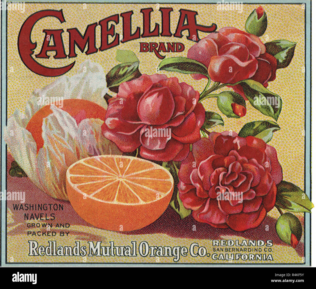 Oranges and Camelia. Stock Photo