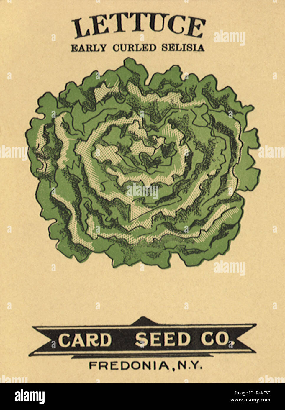 Lettuce Seed Packet Stock Photo Alamy