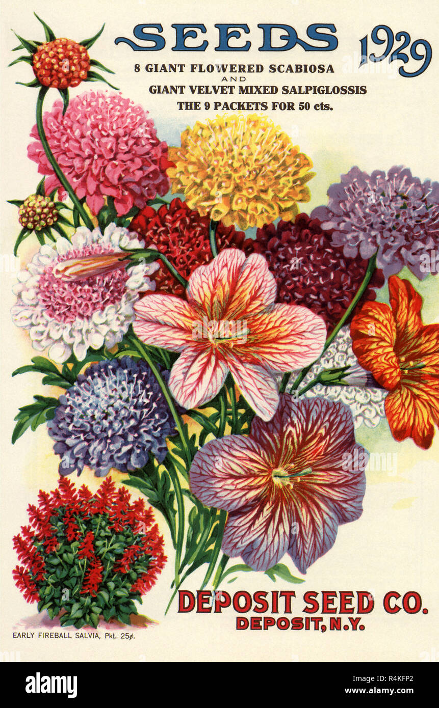 Variety of Flowers. Stock Photo