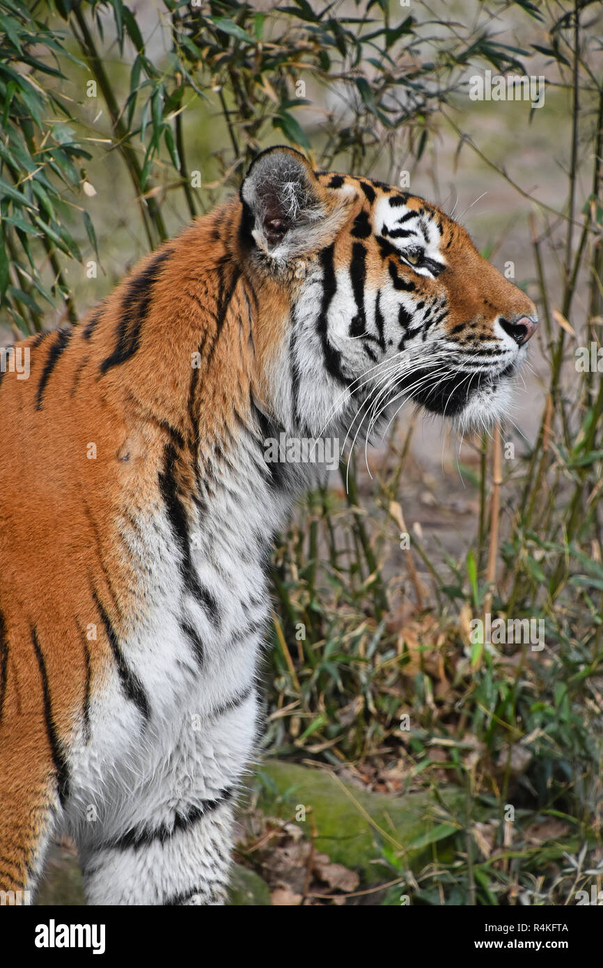 Close up side portrait of Siberian Amur tiger Stock Photo - Alamy