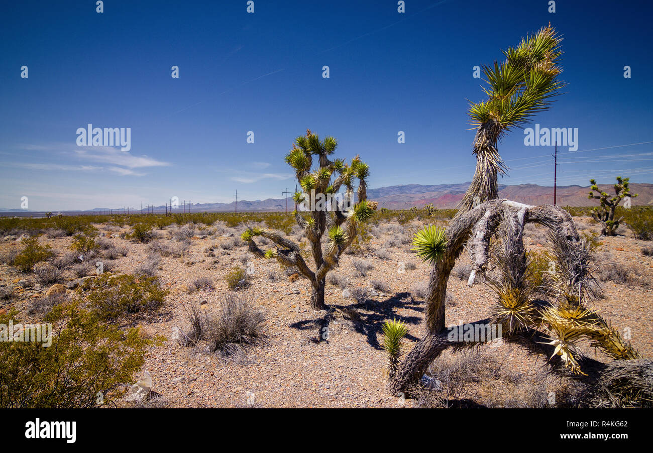 Joshua Tree in Mojave Desert, Nevada, US Stock Photo Alamy
