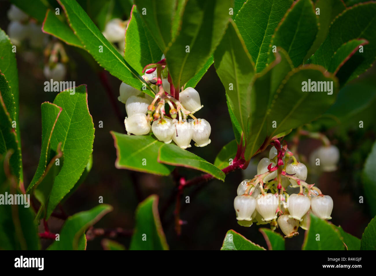 Strawberry tree or Arbutus unedo bell-shaped flowers during the Autumn blooming in Killarney National Park County Kerry Ireland. Stock Photo