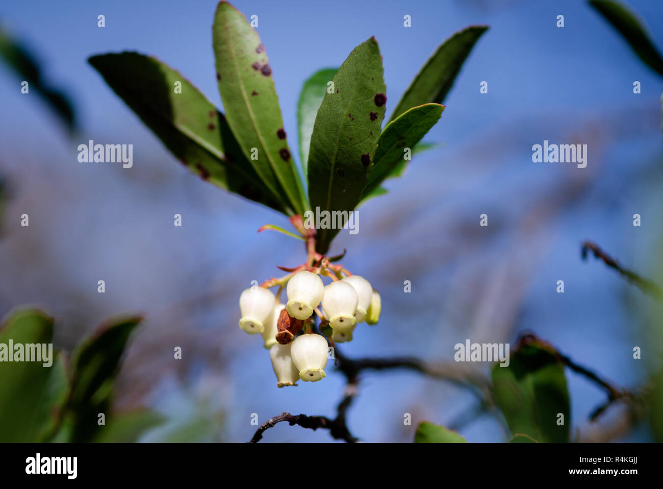 Arbutus Unedo Strawberry tree bellshaped flowers during the Autumn