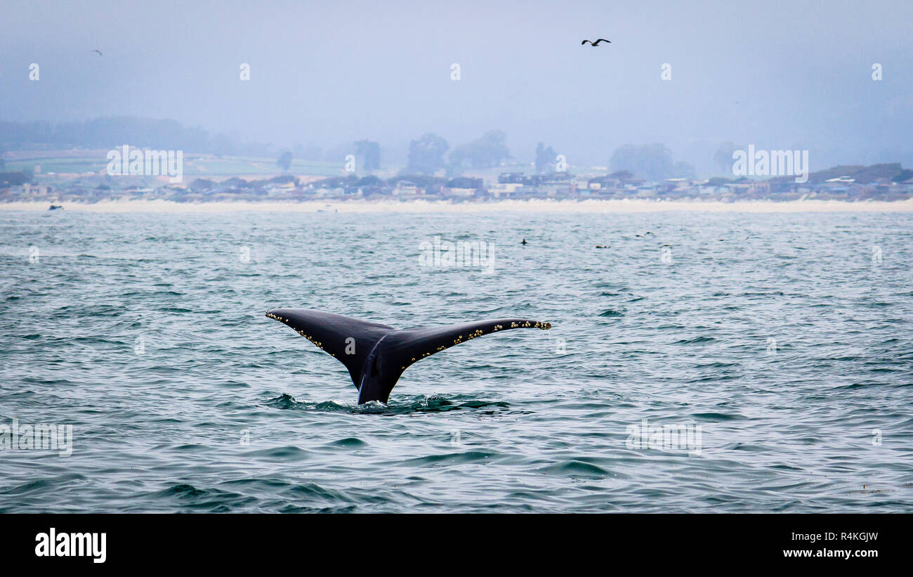 Tail fin of a humpback whale diving on Pacific coast, Monterey, California Stock Photo