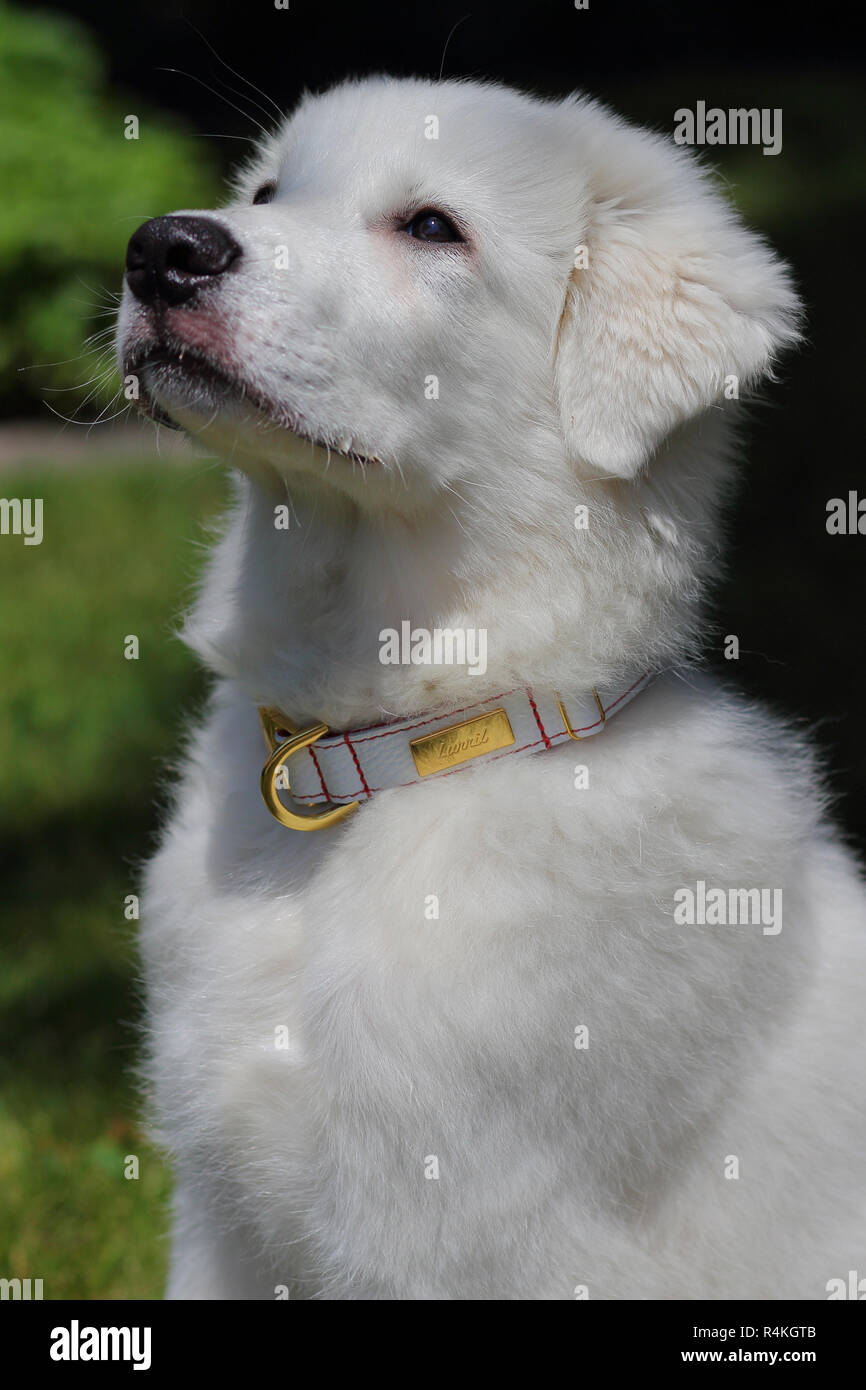 5 months old Great Pyrenees mix puppy wearing a Lurril collar. Stock Photo