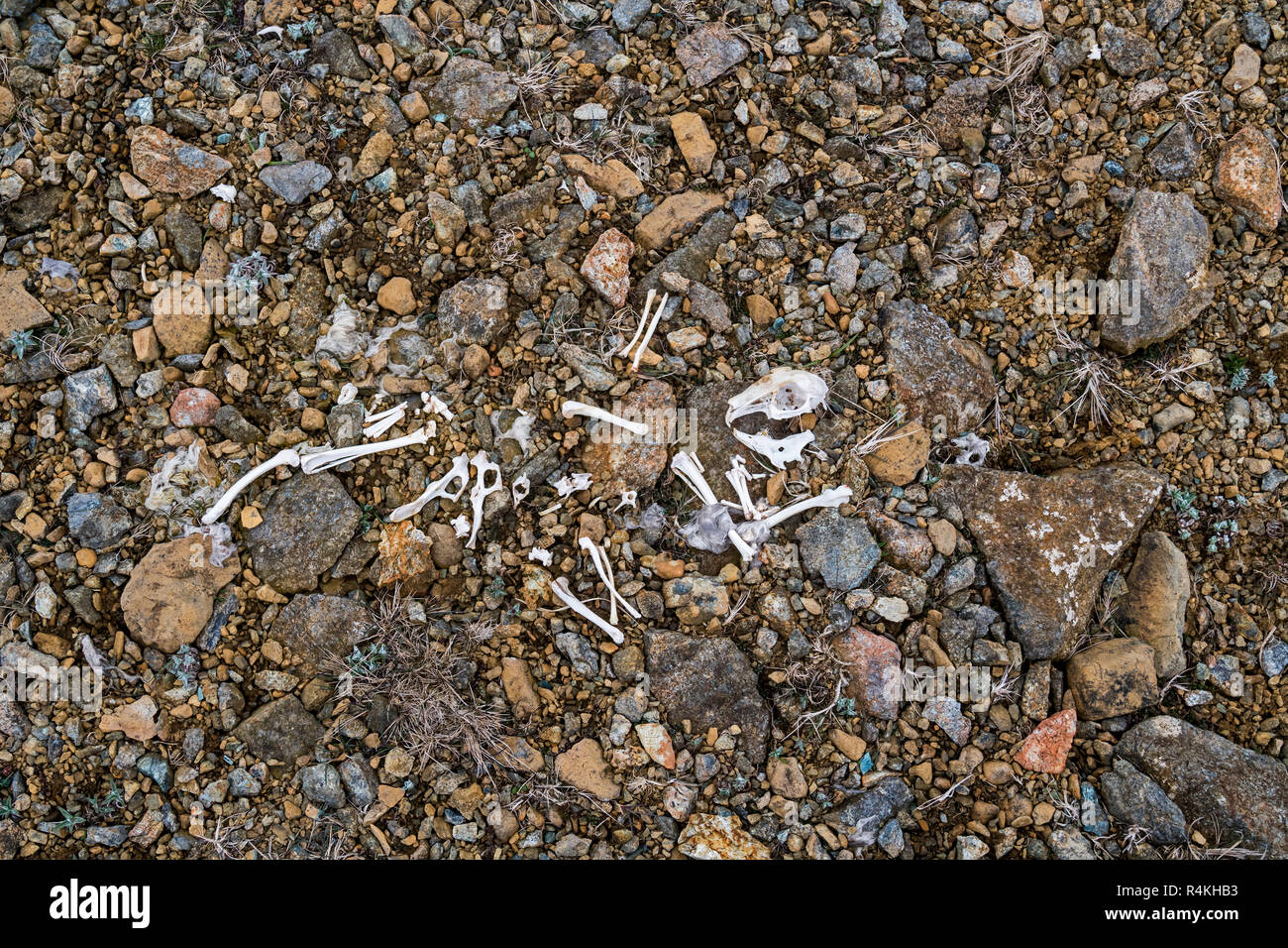 Rabbit bones and skeleton remains on debris at the Keen of Hamar nature