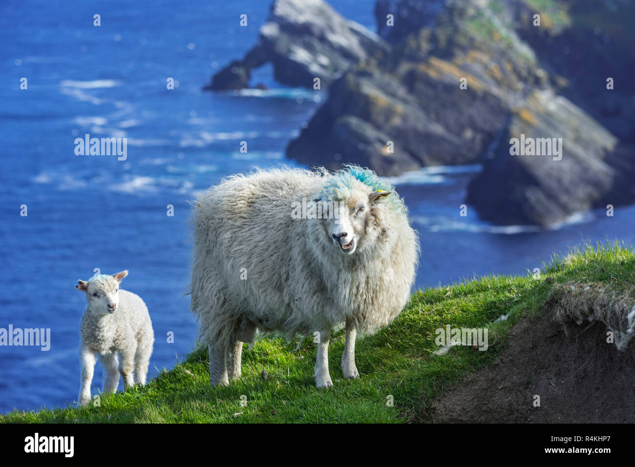 White sheep ewe and lamb on sea clifftop at Hermaness National Nature Reserve, Unst, Shetland Islands, Scotland, UK Stock Photo