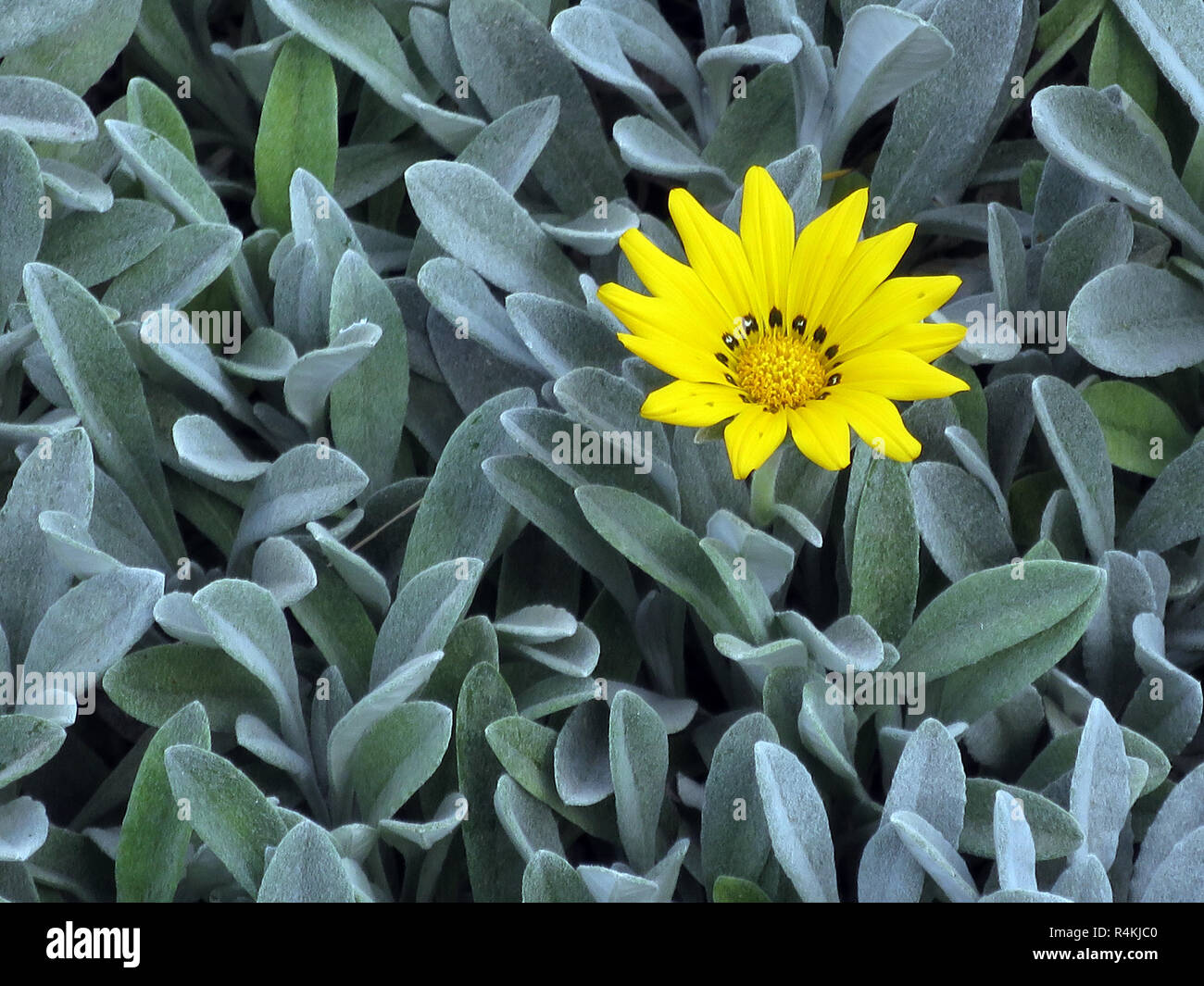(gazania rigens var. leucolaena Stock Photo Alamy