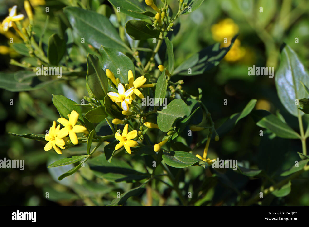 scented jasmine (jasminum odoratissimum) Stock Photo