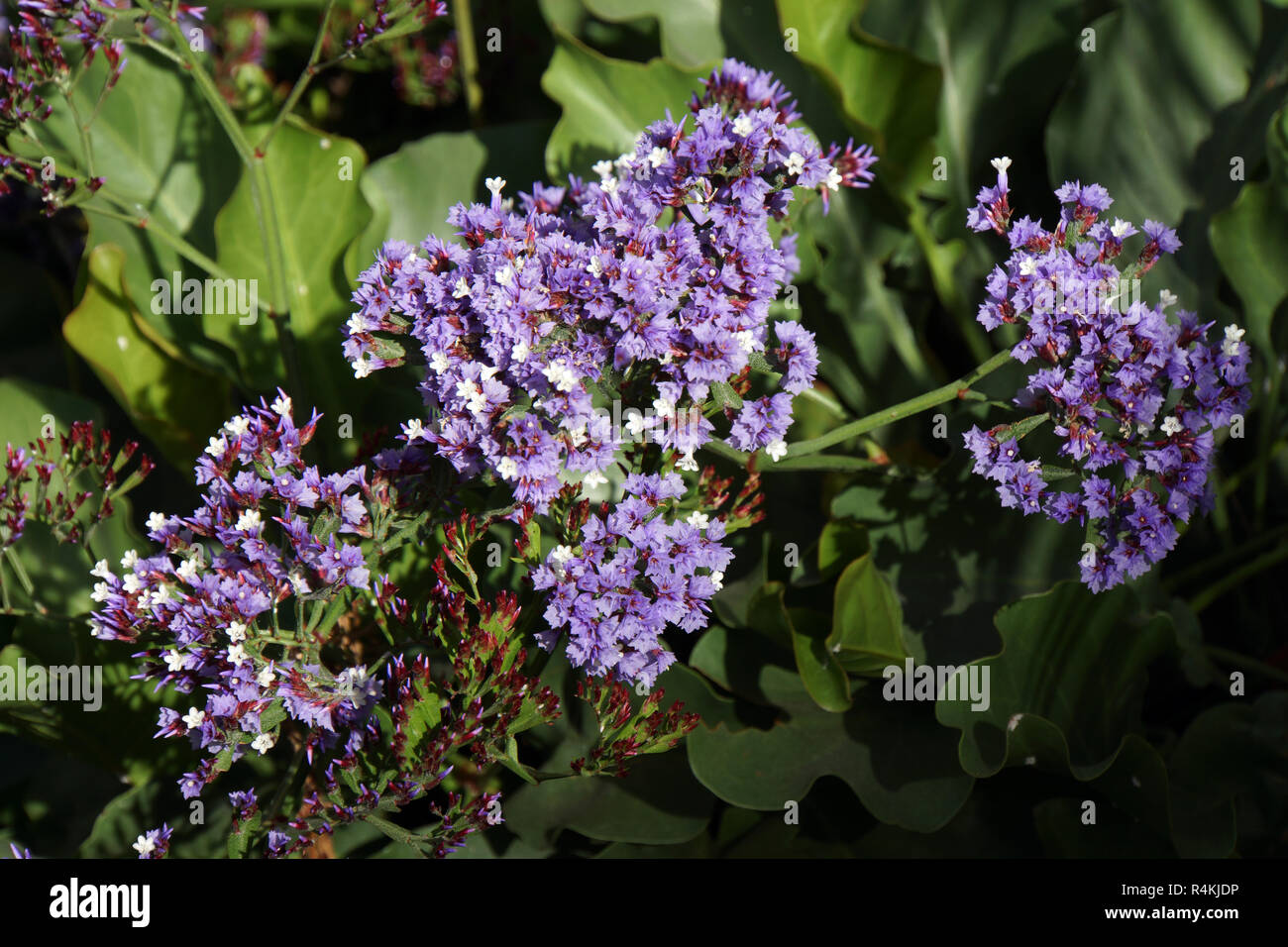 beach lilac (limonium aborescens) Stock Photo