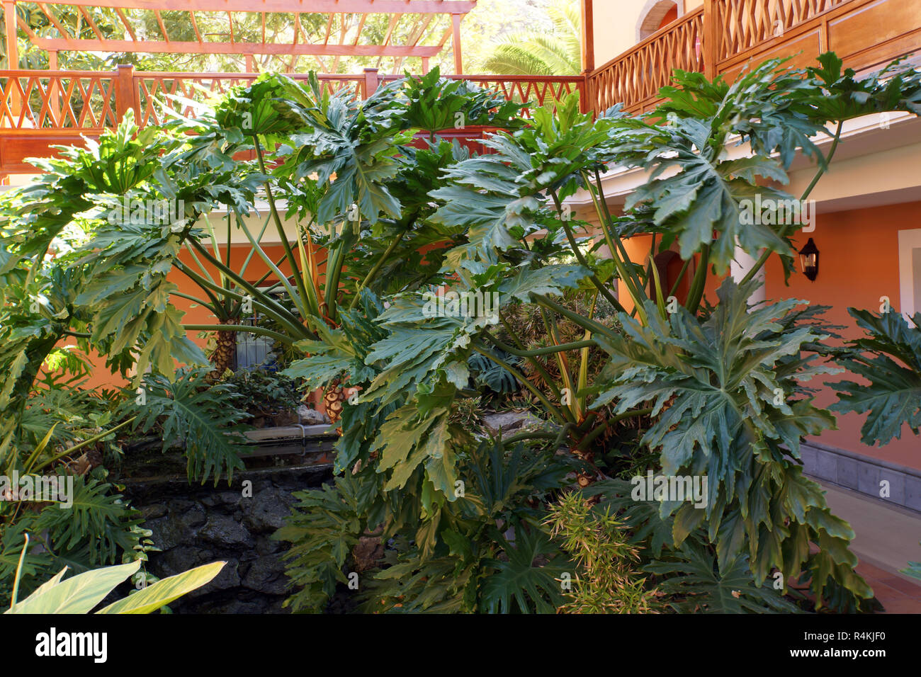 queen marble pothos Marble Queen Pothos – Lost in the Forrest main image 1