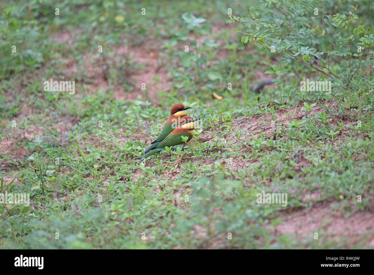 Chestnut-headed Bee-eater (Merops leschenaultii) Sri Lanka LK Asia November 2018 Stock Photo