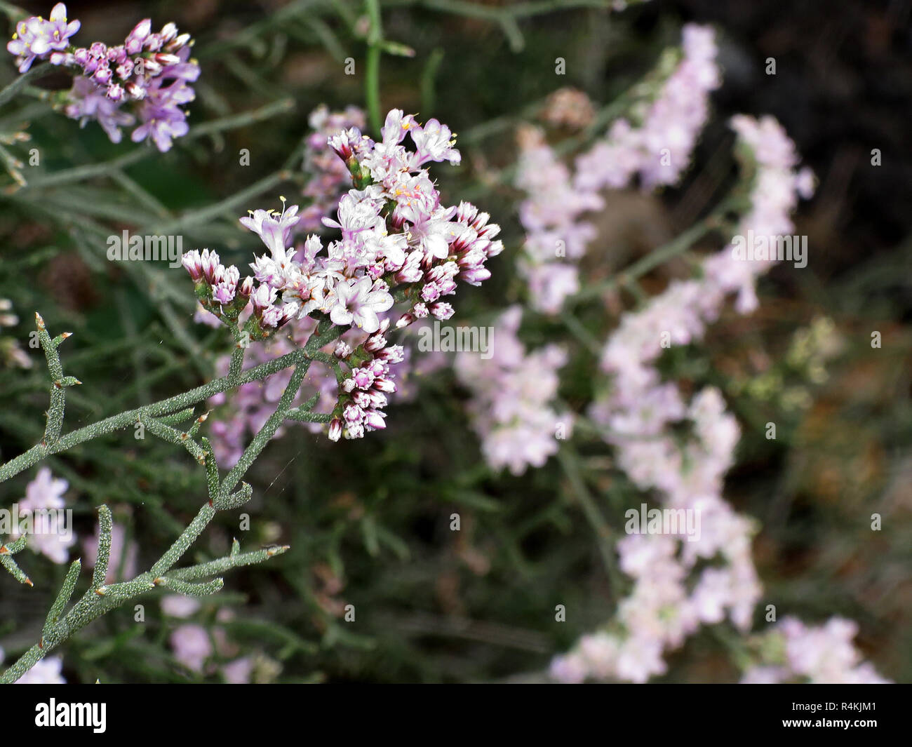beach limbs,sea lavender,reed (limonium tuberculatum) Stock Photo