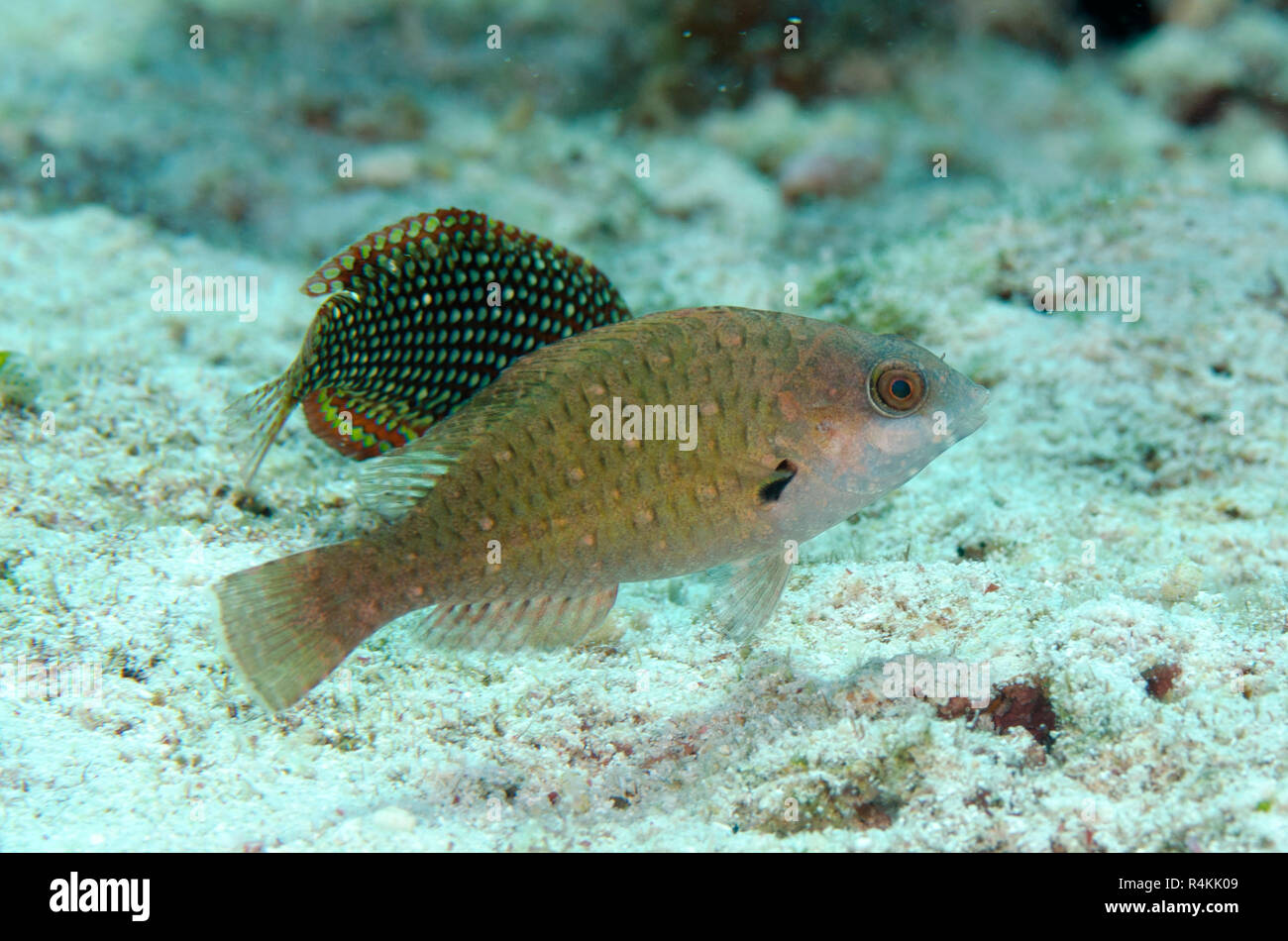 Raggedtooth Parrotfish, Calotomus spinidens, Avalanche dive site, off Nyata Island, near Alor, Indonesia, Indian Ocean Stock Photo