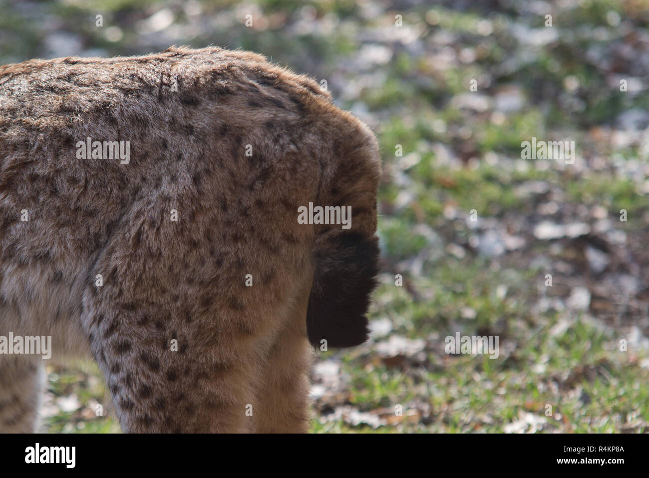 lynx tail