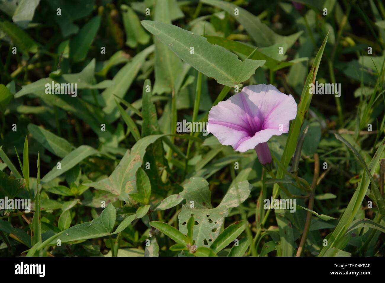 Water Spinach Flower