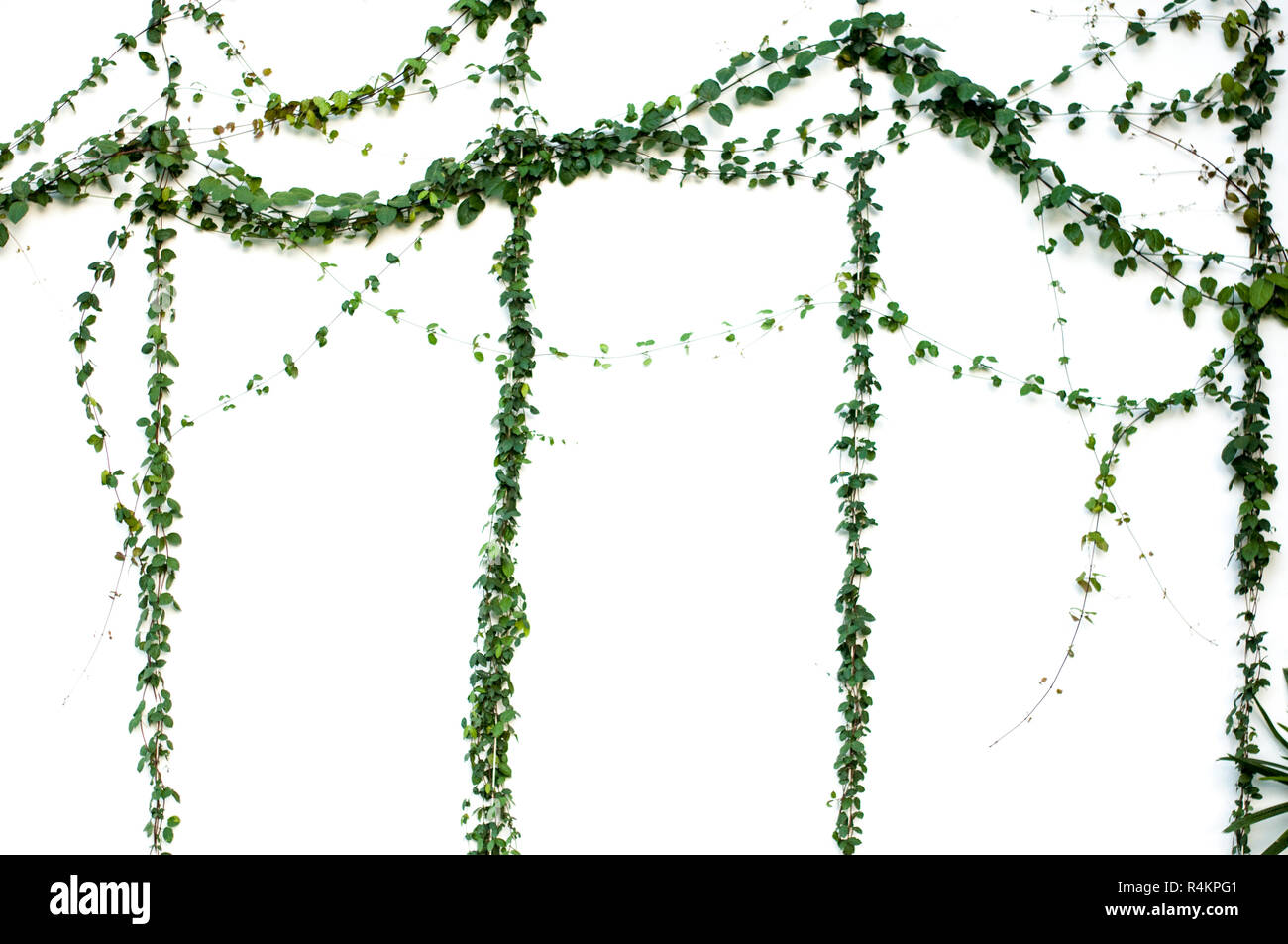 Green Ivy plant isolated on white background Stock Photo - Alamy