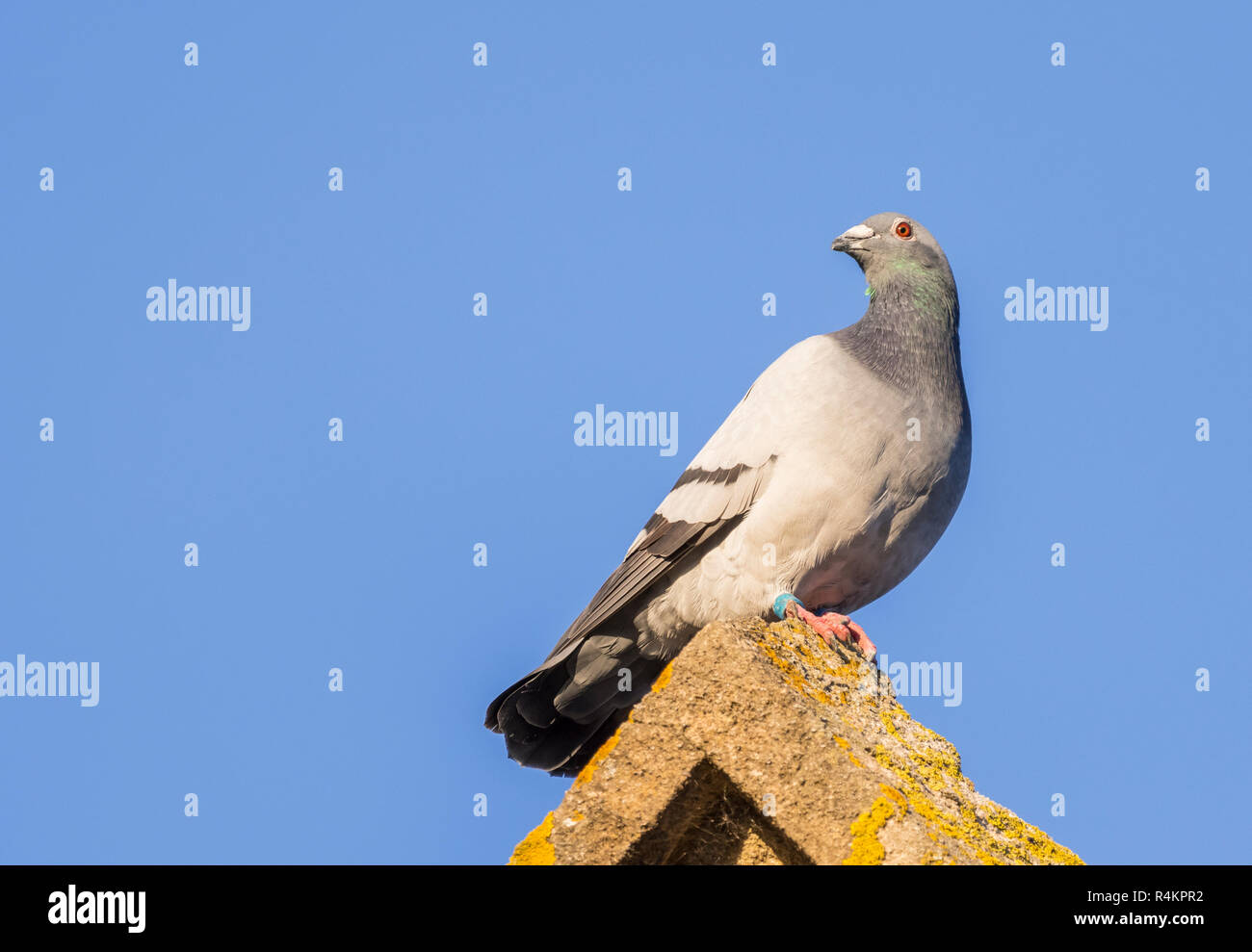Feral Pigeon (Columba livia domestica) looking back while perched on a rooftop against blue sky in Autumn in West Sussex, UK. Stock Photo