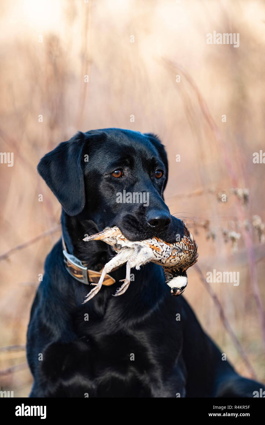 A Black Labrador retriever hunting dog with a Bobwhite Quail on a