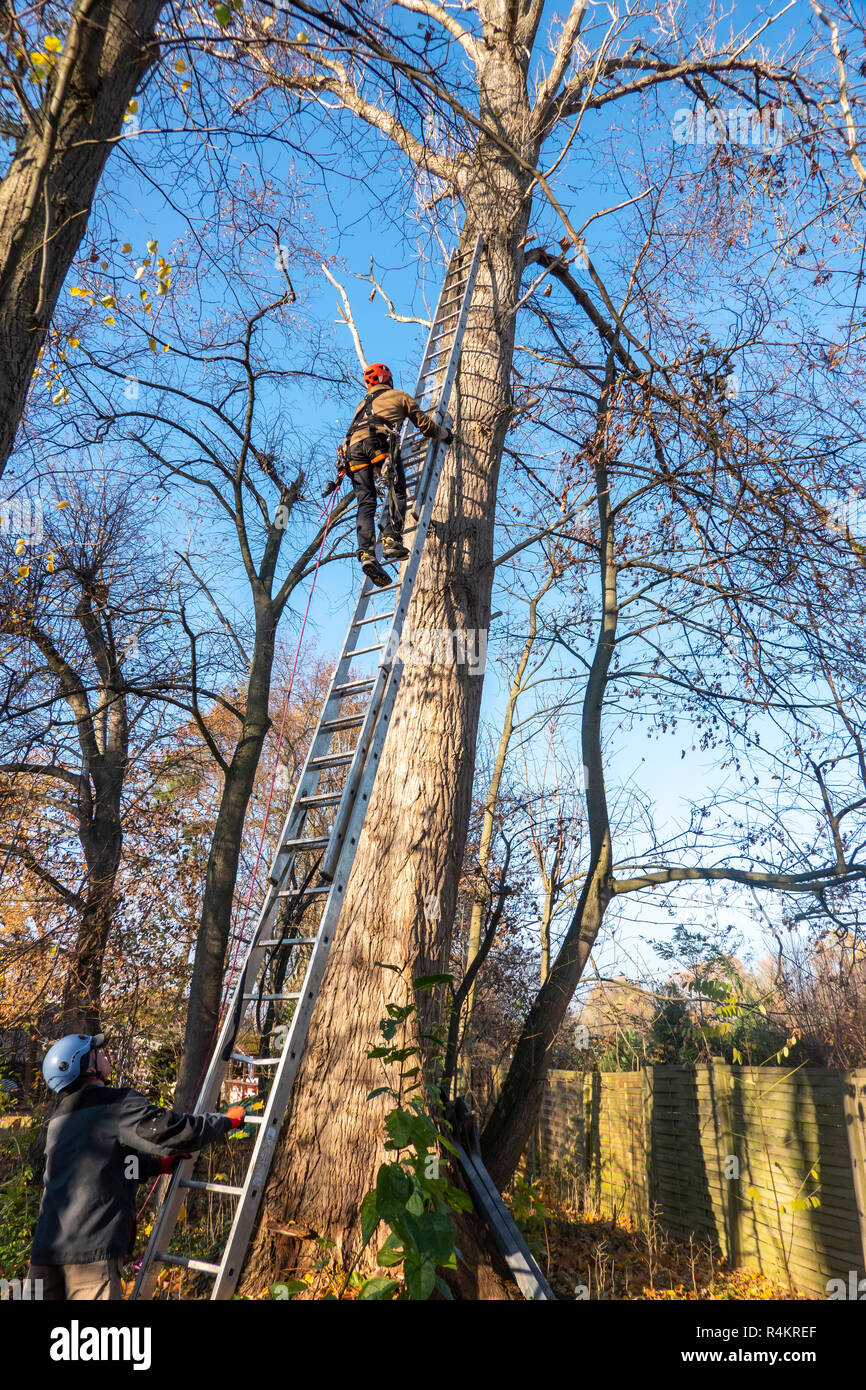 Ladder leaned on a tree hi-res stock photography and images - Alamy
