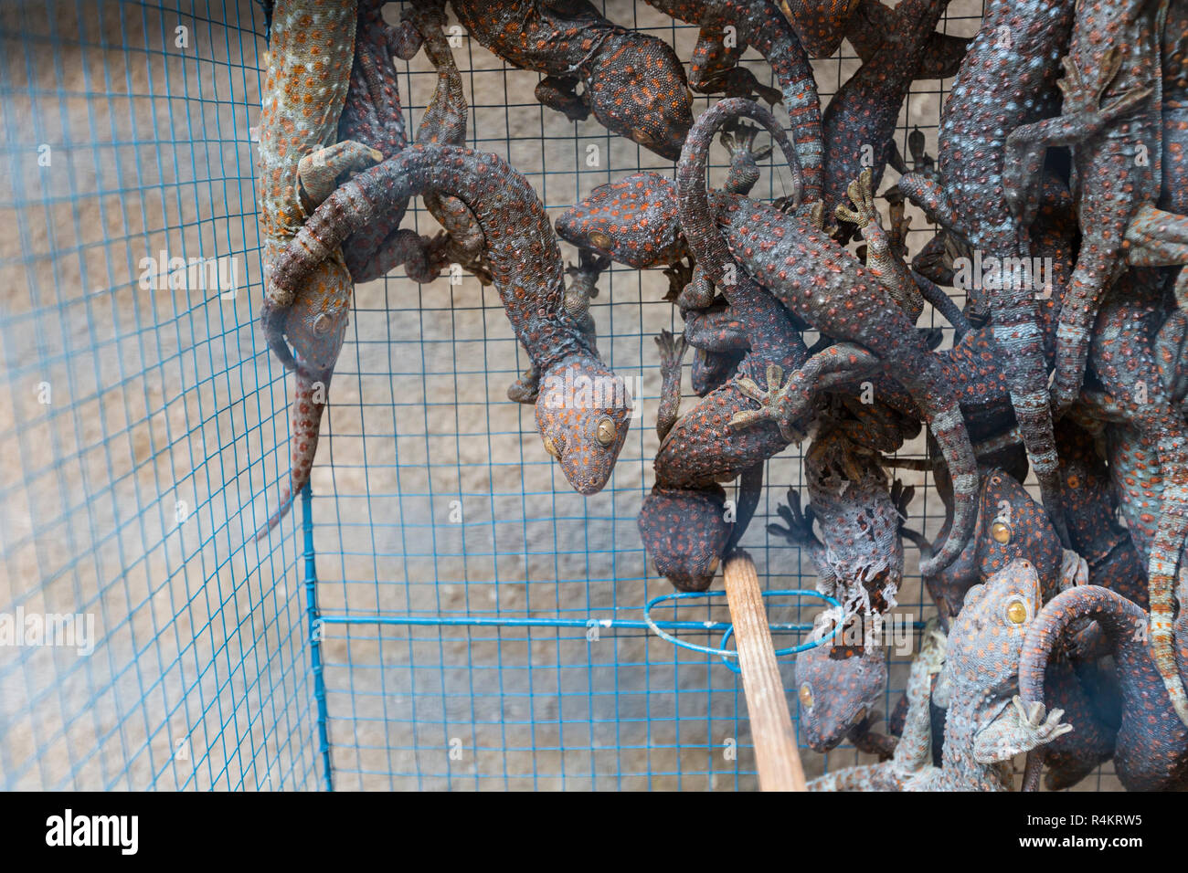 Geko in cage in market in Indoensia. Stock Photo