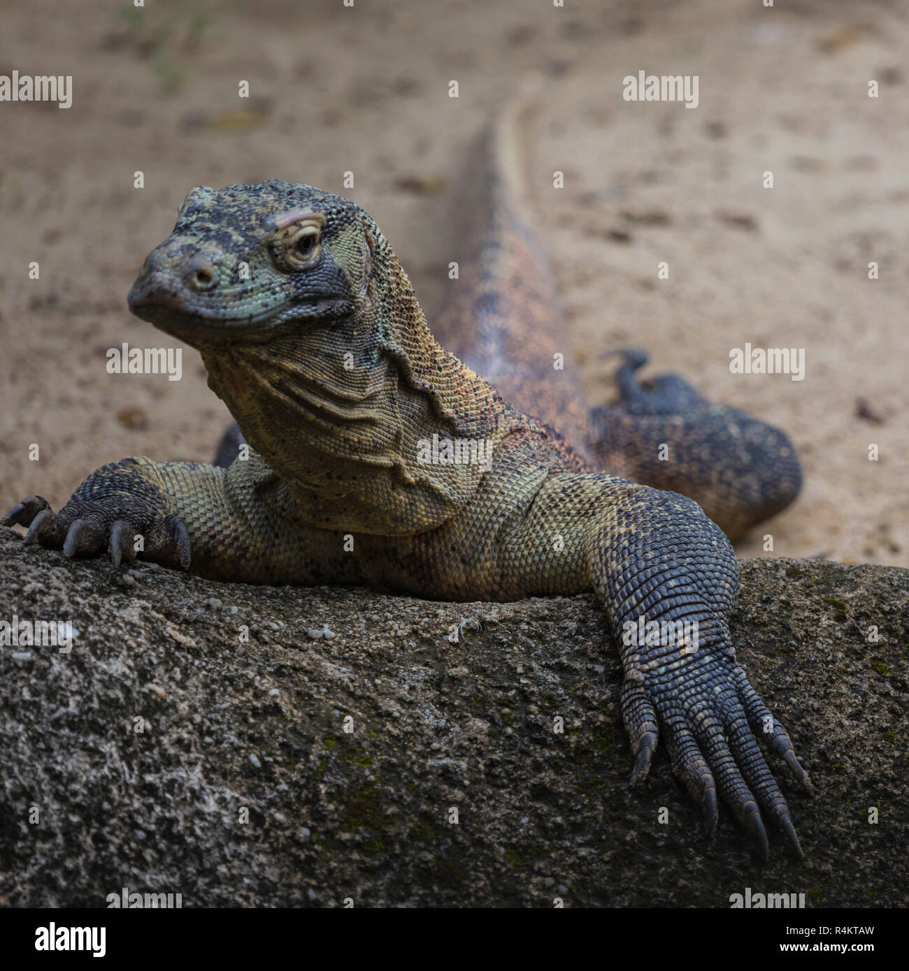 Komodo Dragon, the largest lizard in the world Stock Photo