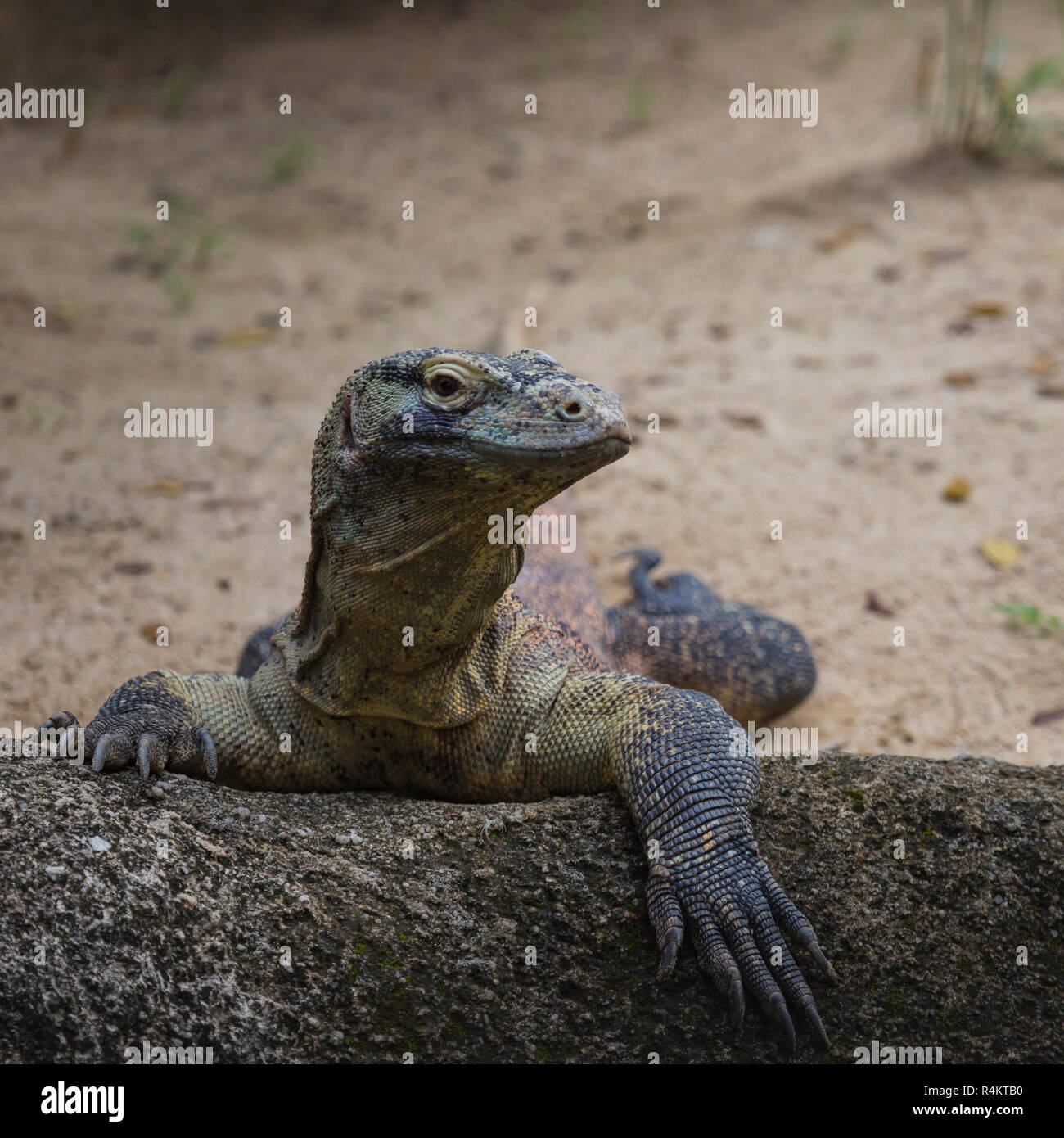 Komodo Dragon, the largest lizard in the world Stock Photo - Alamy
