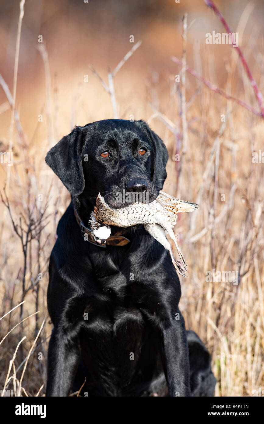 A Black Labrador retriever hunting dog with a Bobwhite Quail on a