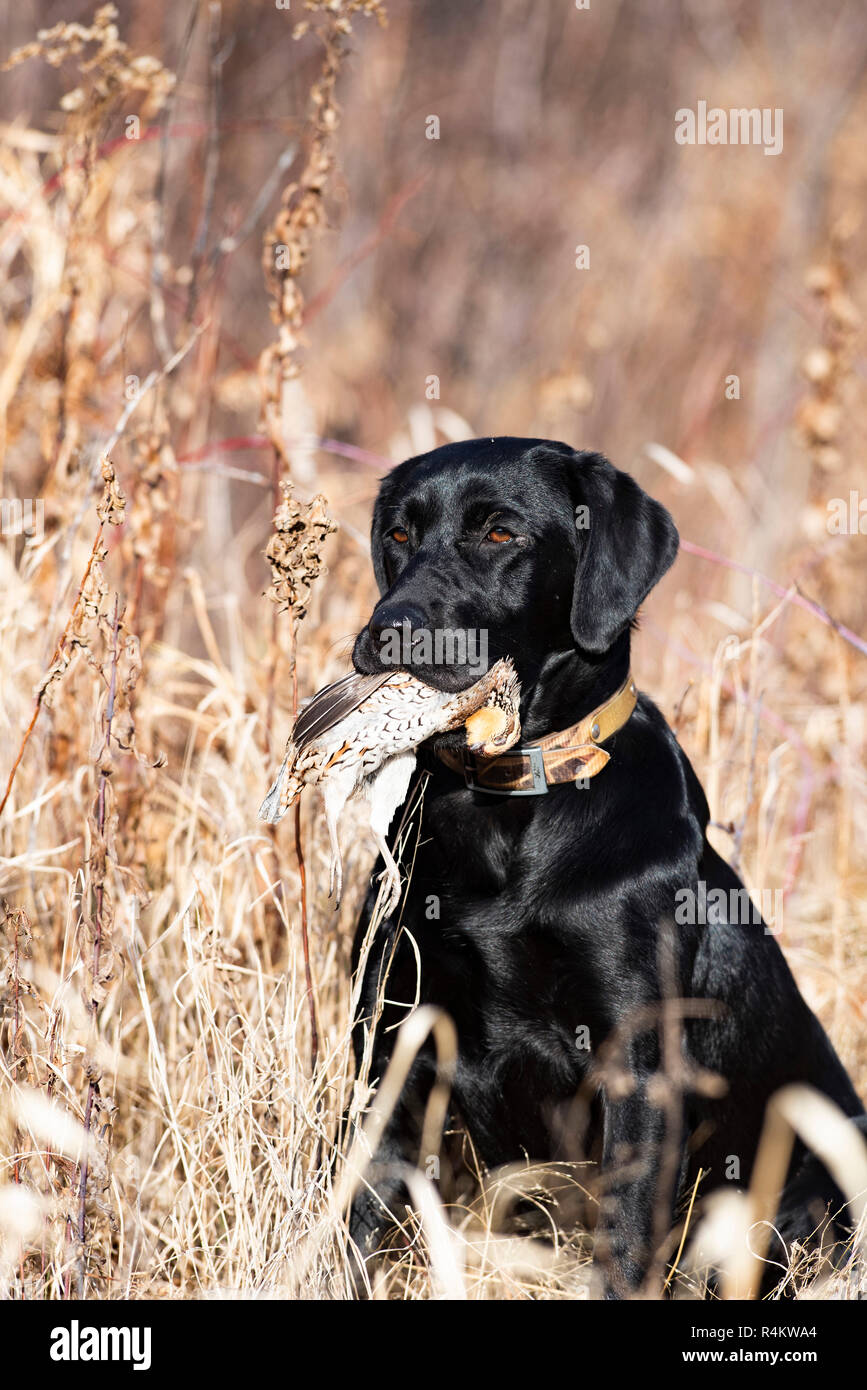 chocolate lab hunting