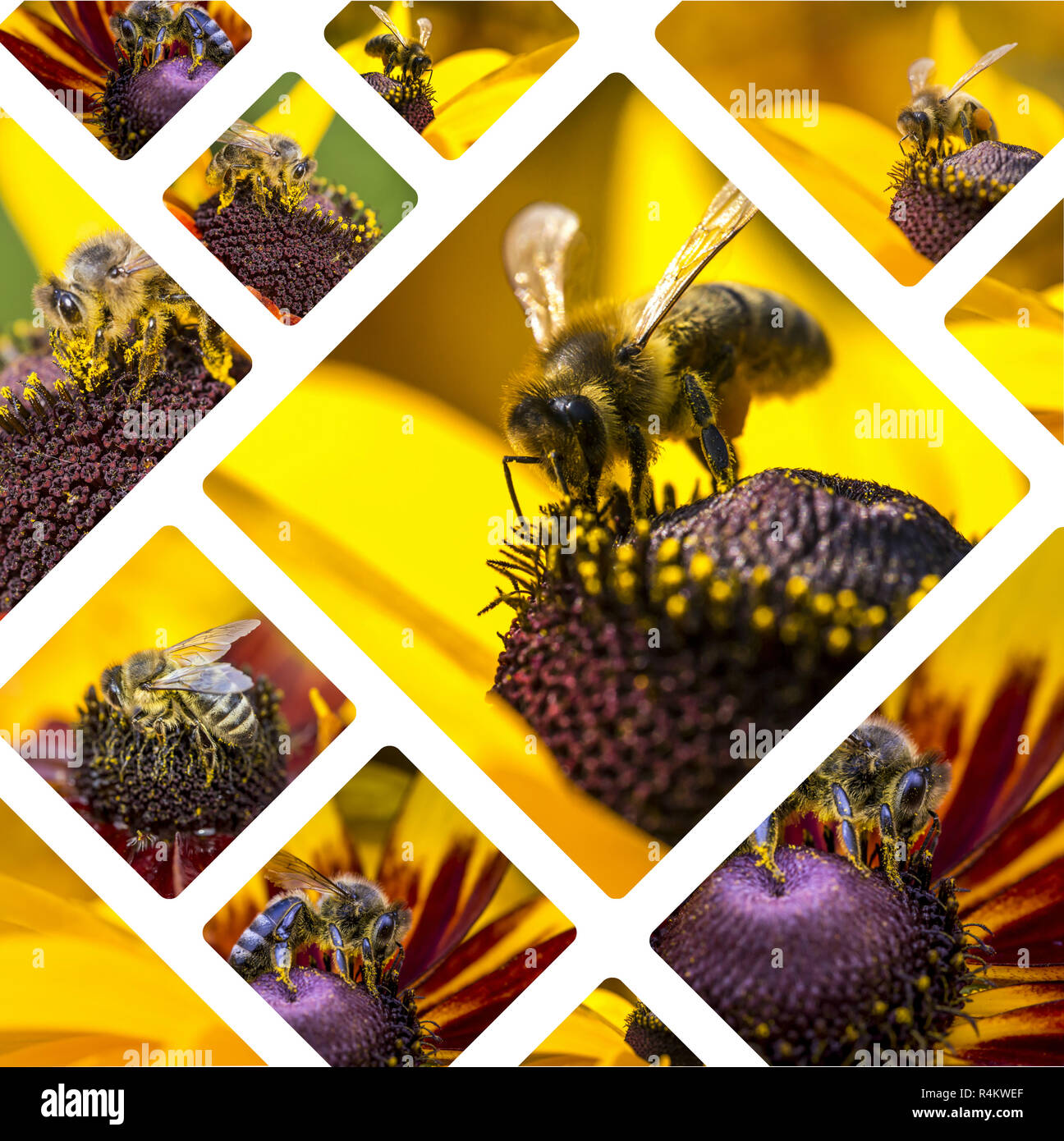 Collage of Western Honey Bee images - travel background (my photos) Stock Photo
