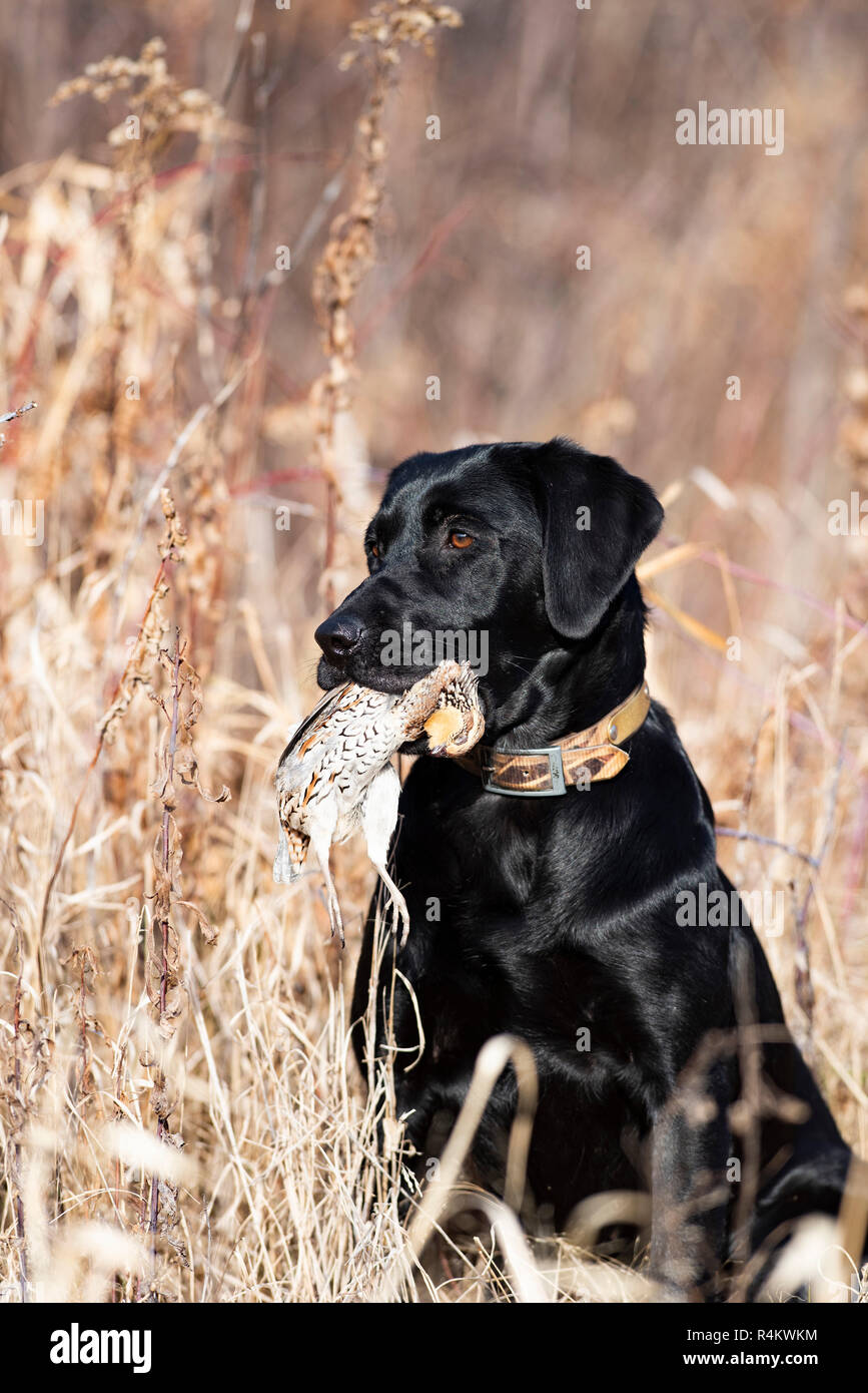 A Black Labrador retriever hunting dog with a Bobwhite Quail on a