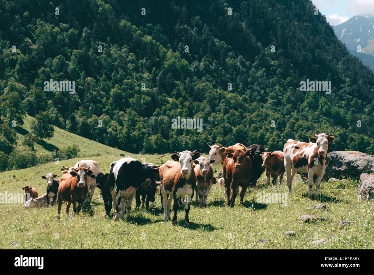 a herd of cows grazing in a mountain green valley with pine forest at ...