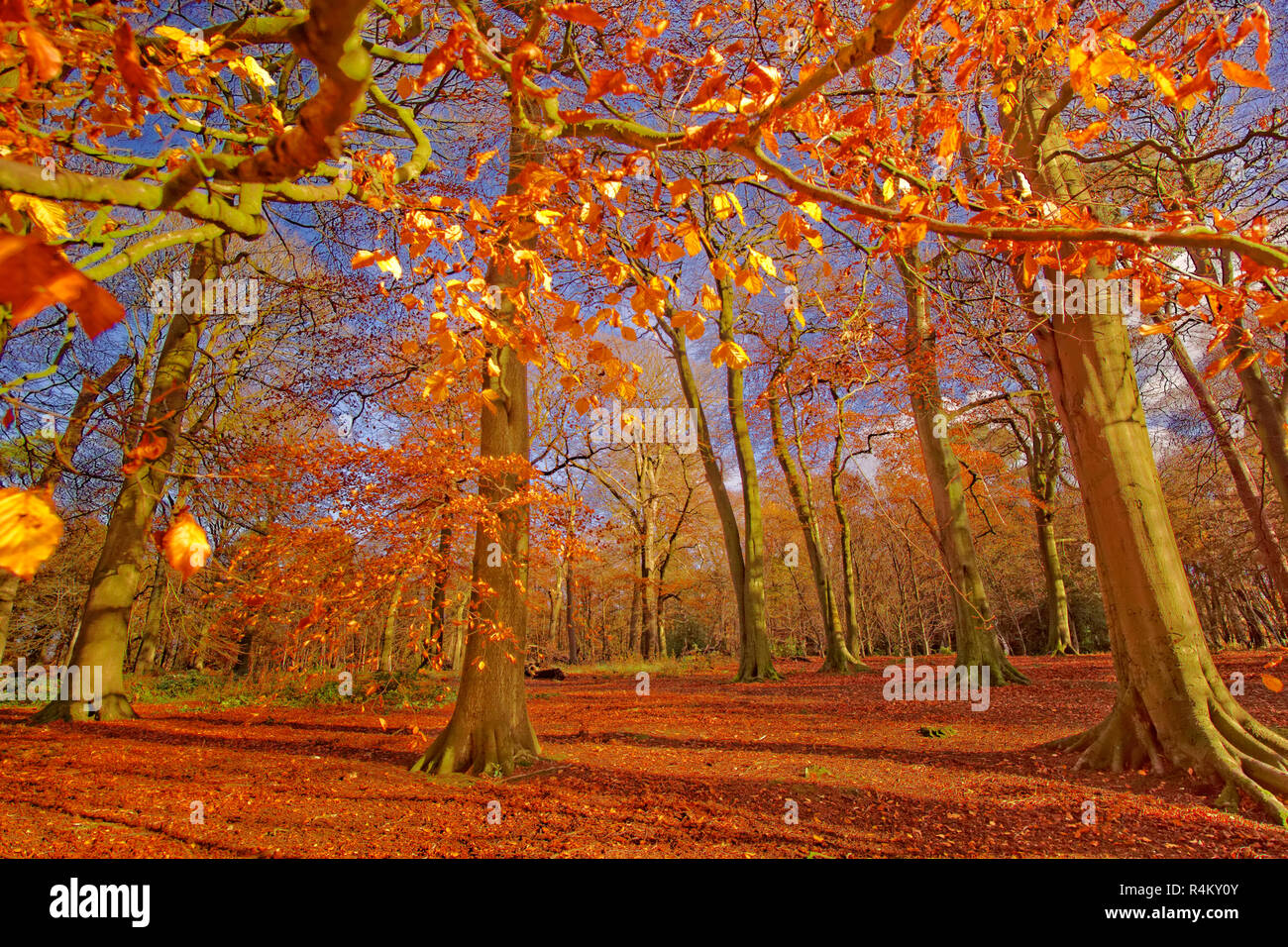 Autumn at Alderley Edge Woods, near Wilmslow, in Cheshire, England. UK. Stock Photo