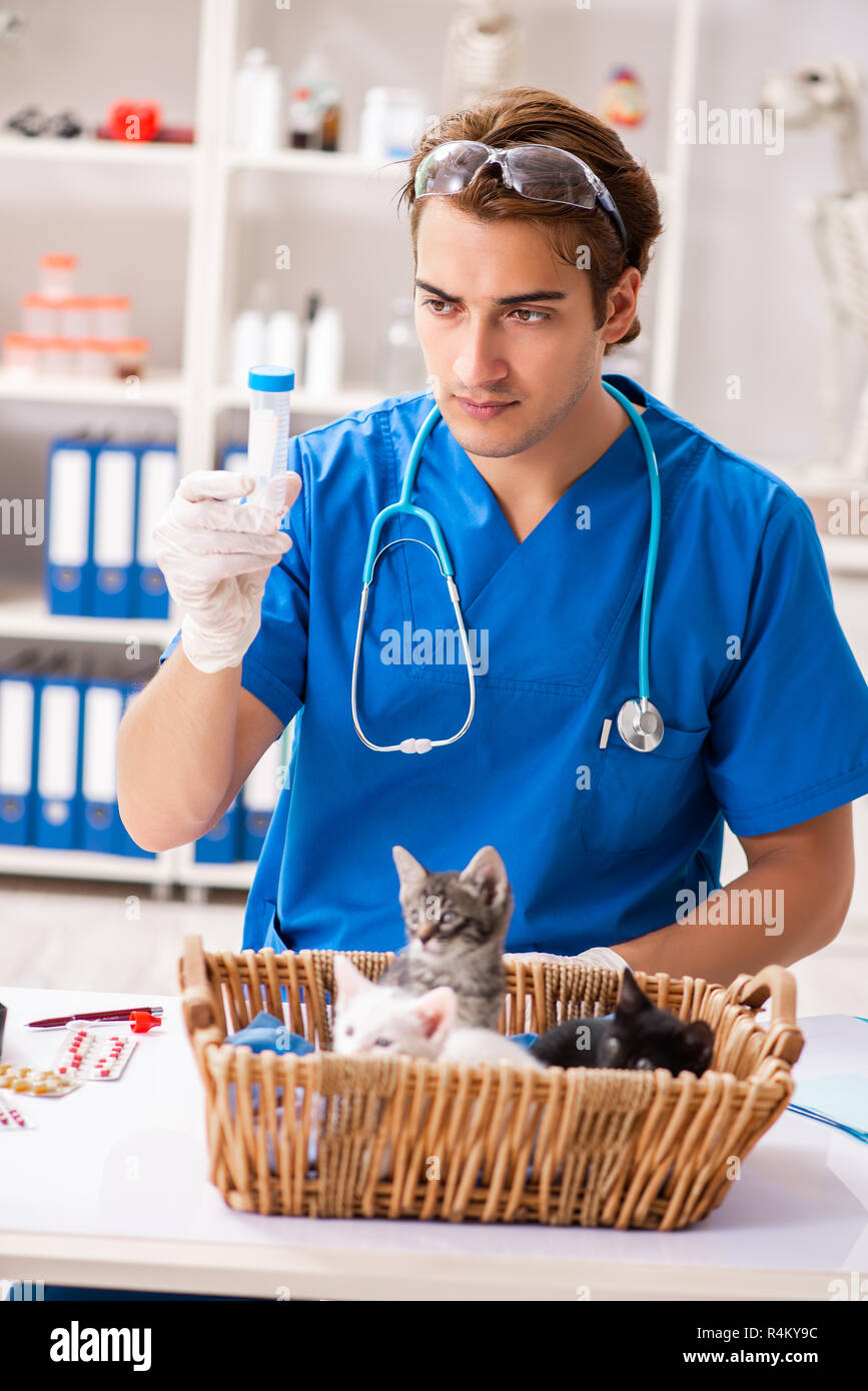 Vet doctor examining kittens in animal hospital Stock Photo Alamy