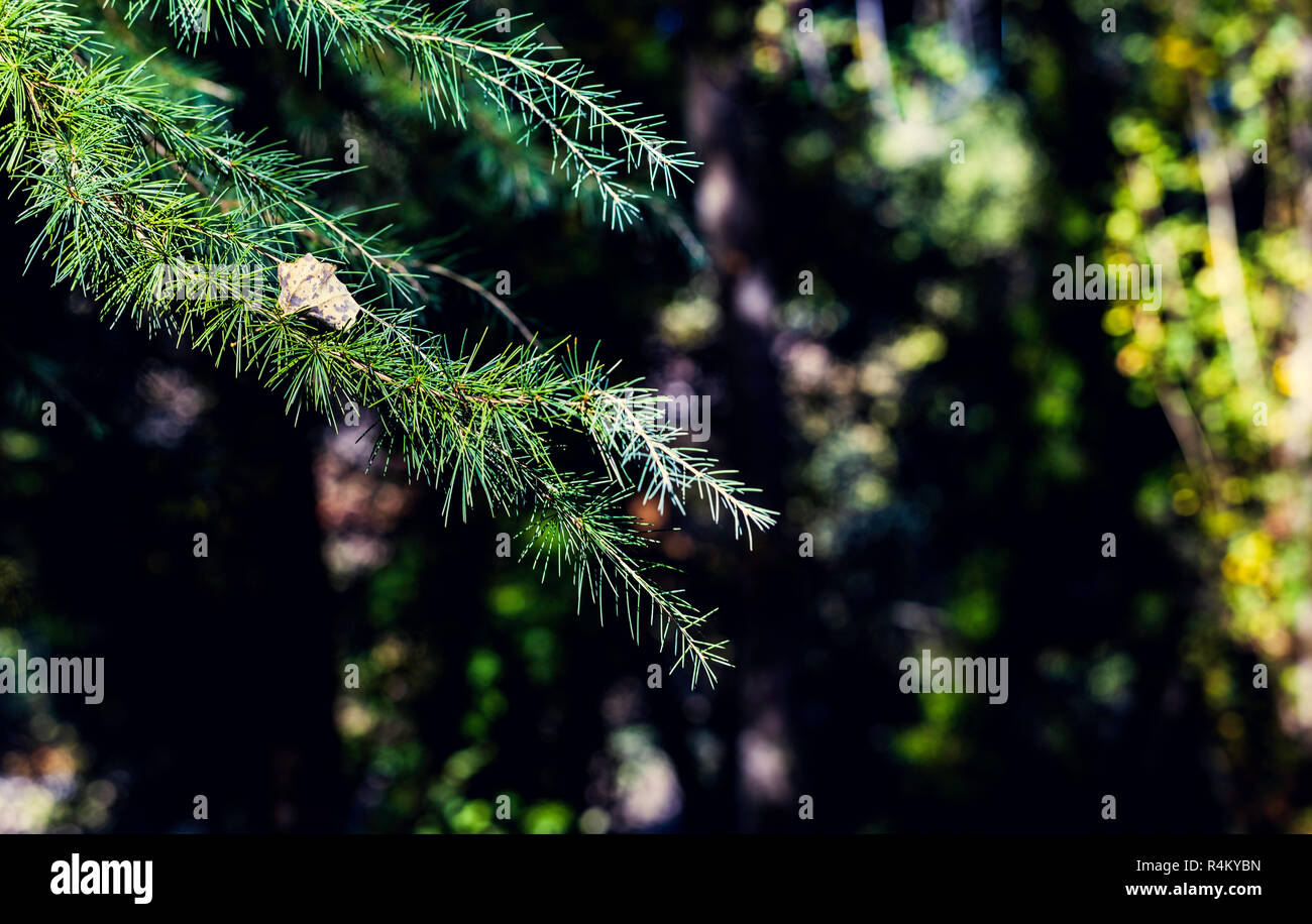 Dry pine branches hi-res stock photography and images - Alamy