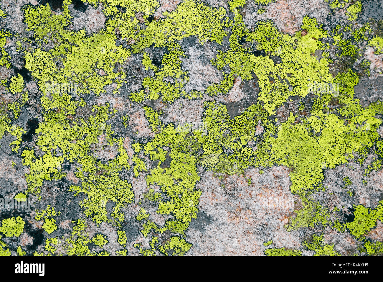 green lichen textrure on grey stone background Stock Photo