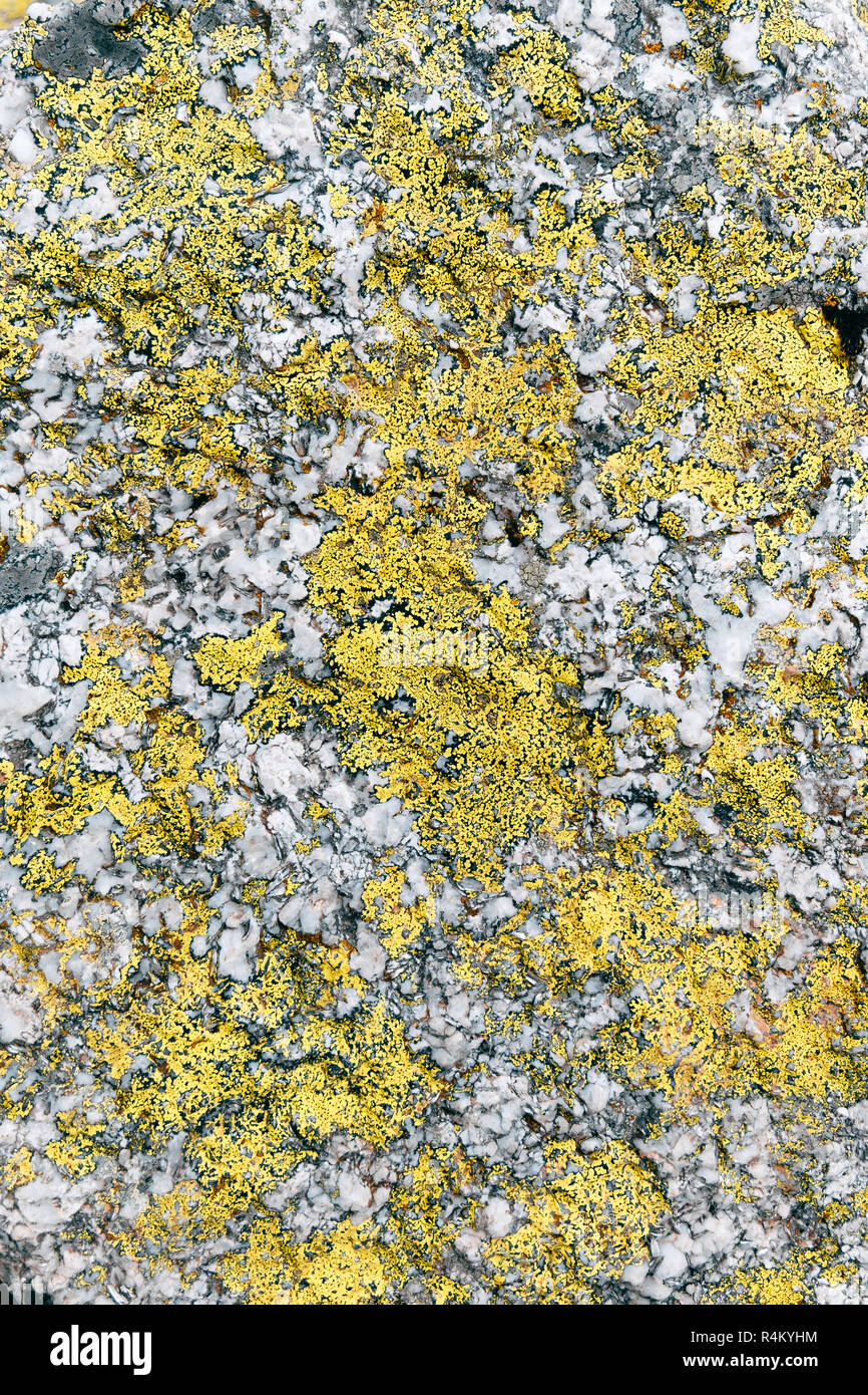yellow lichen textrure on grey stone background vertical Stock Photo