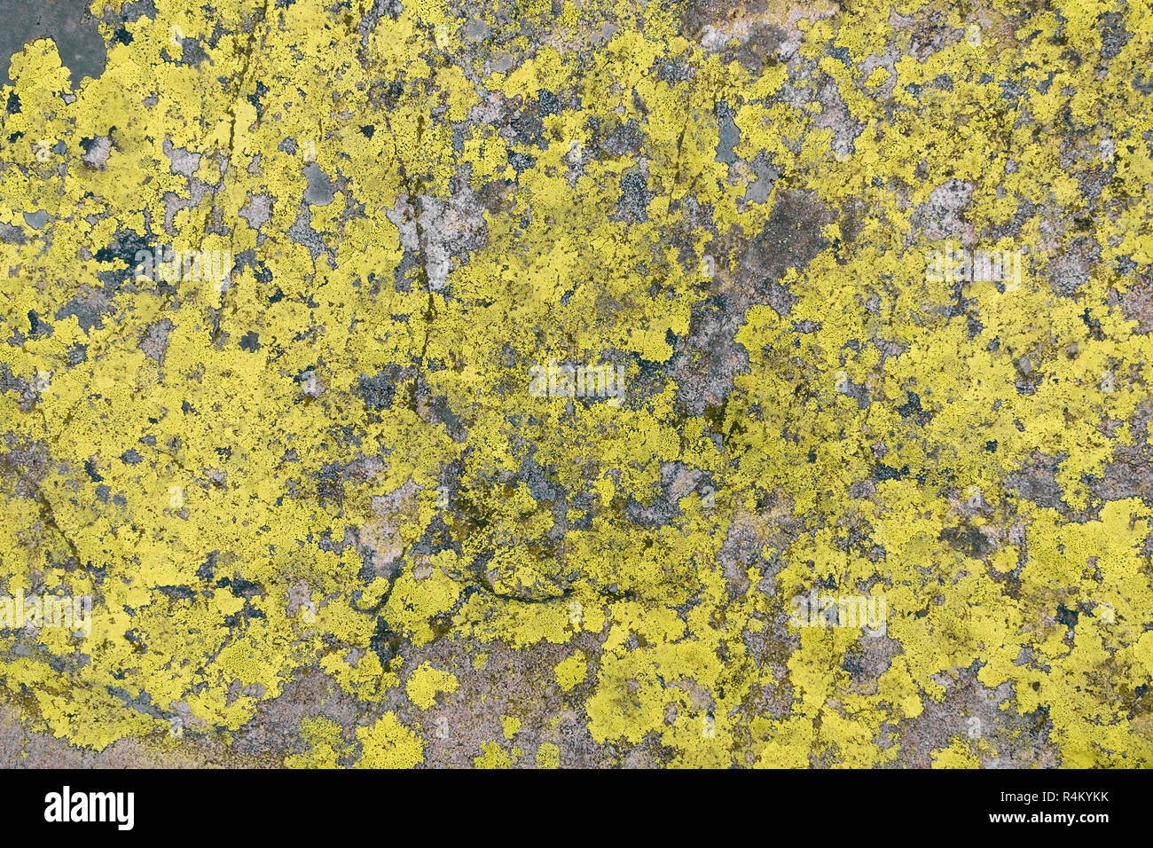 yellow lichen textrure on grey stone background horizontal Stock Photo