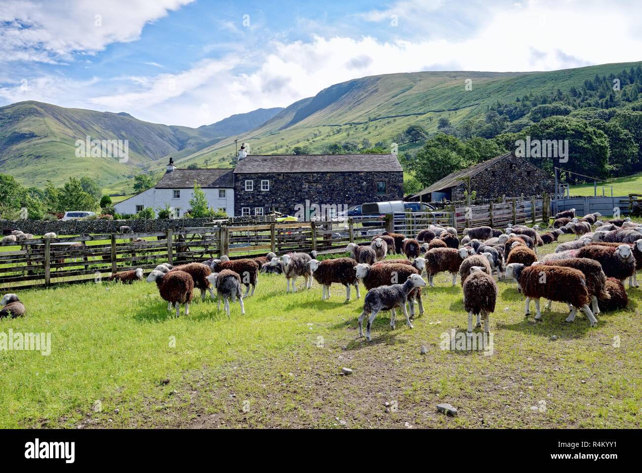 Wasdale Head Hall Farm with herdwick sheep grazing, Wasdale Lake