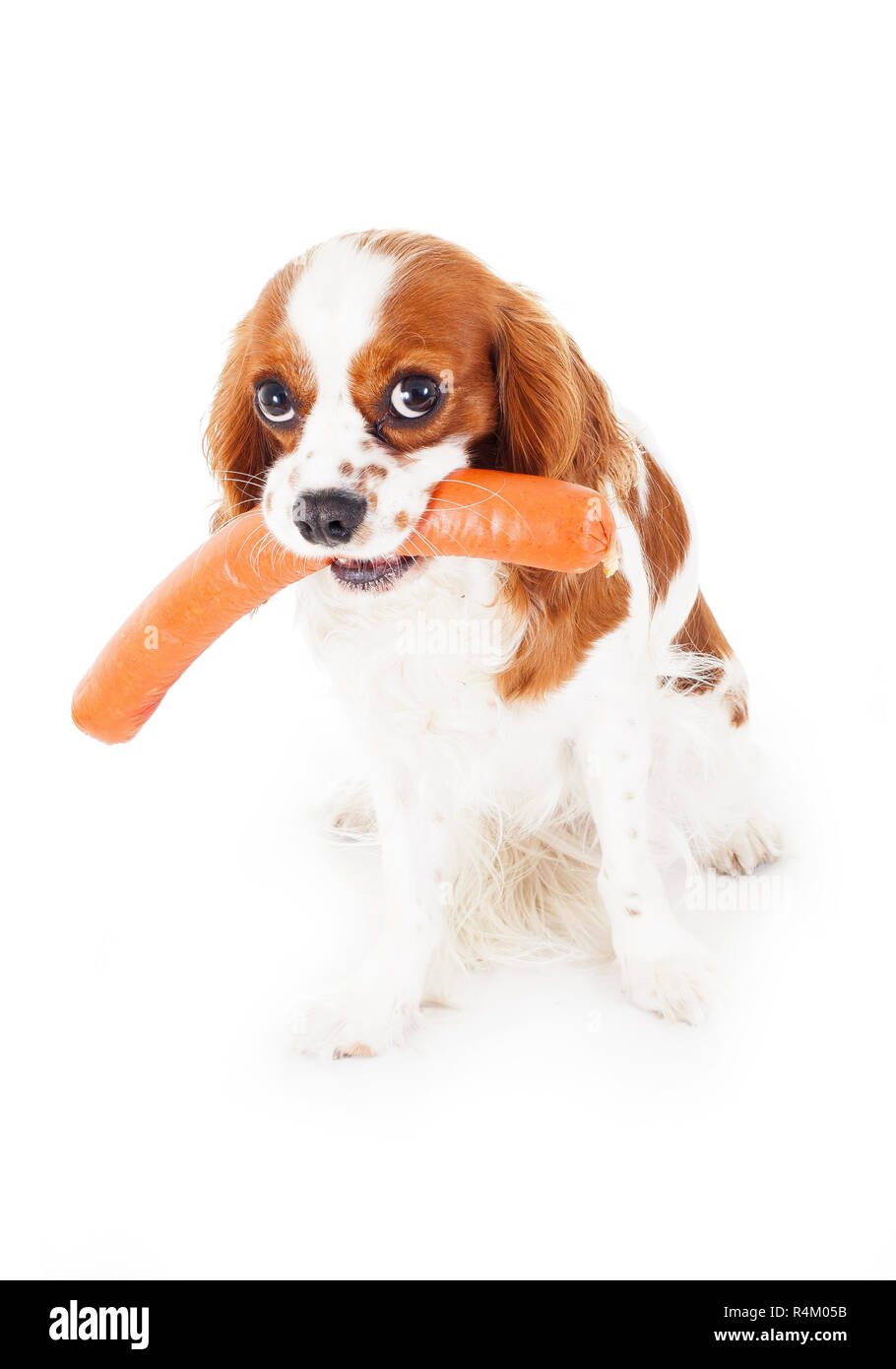Cute King Charles Spaniel With Food Guilty Face Dog Cute Pets Trained Animals Stock Photo Alamy