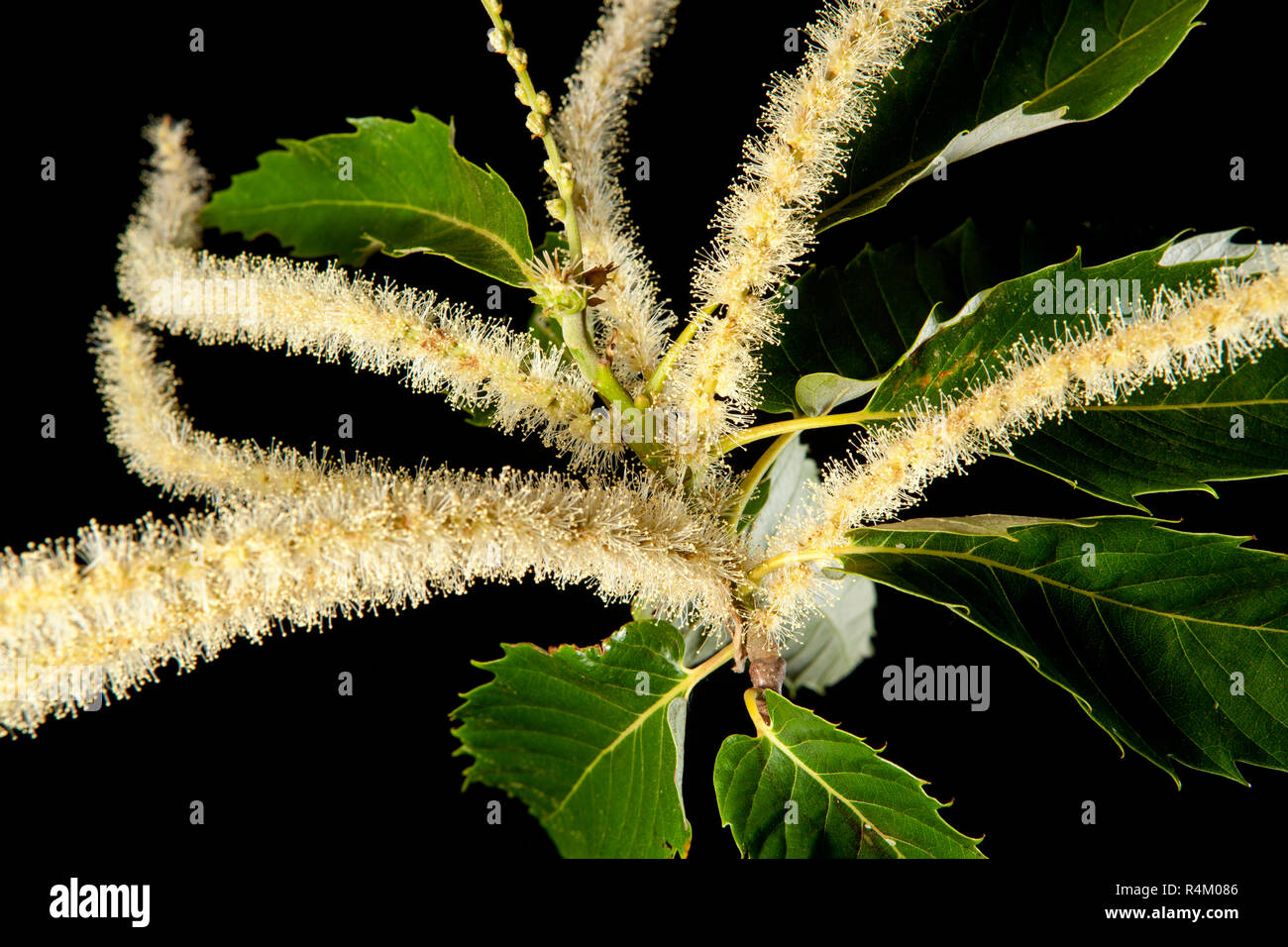 Male catkins of the Sweet Chestnut deciduous tree, Castanea sativa ...