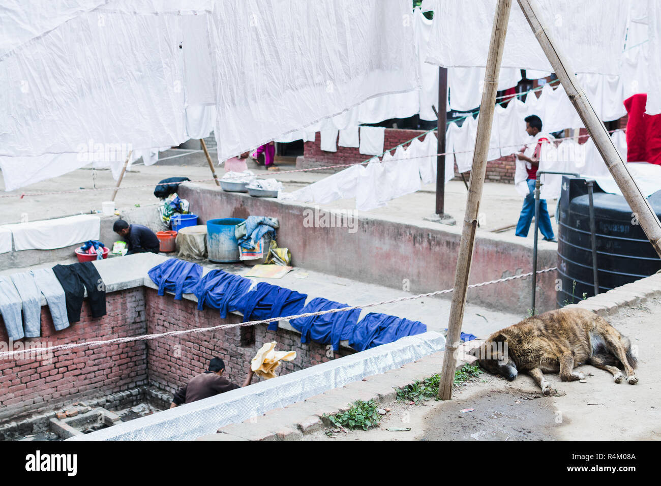Dog sleeping at the street laundry in Kathmandu, Nepal Stock Photo Alamy