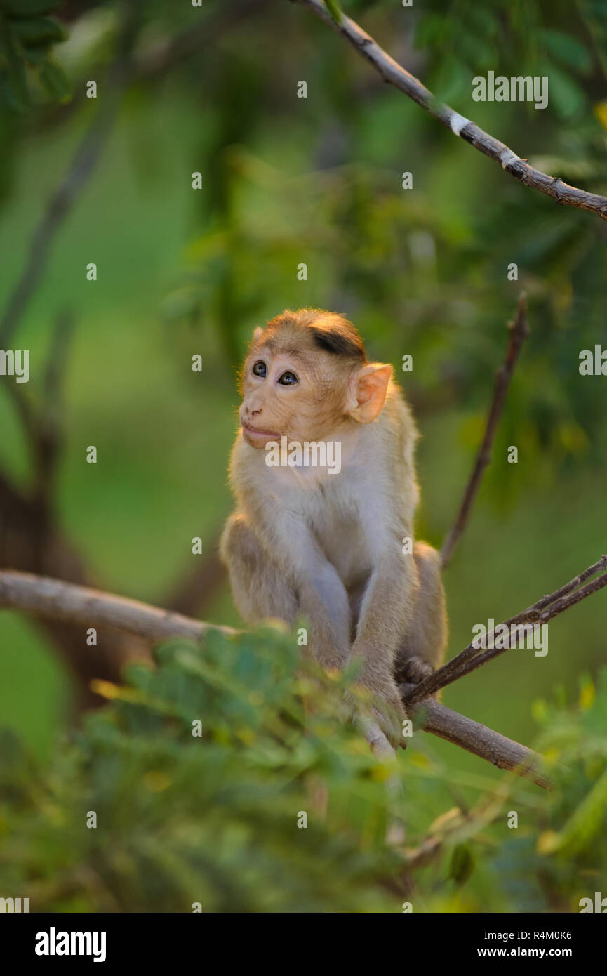 Photo Of Young Baby Monkey Sits On A Green Tree In Rays Of Dawn Stock Photo Alamy