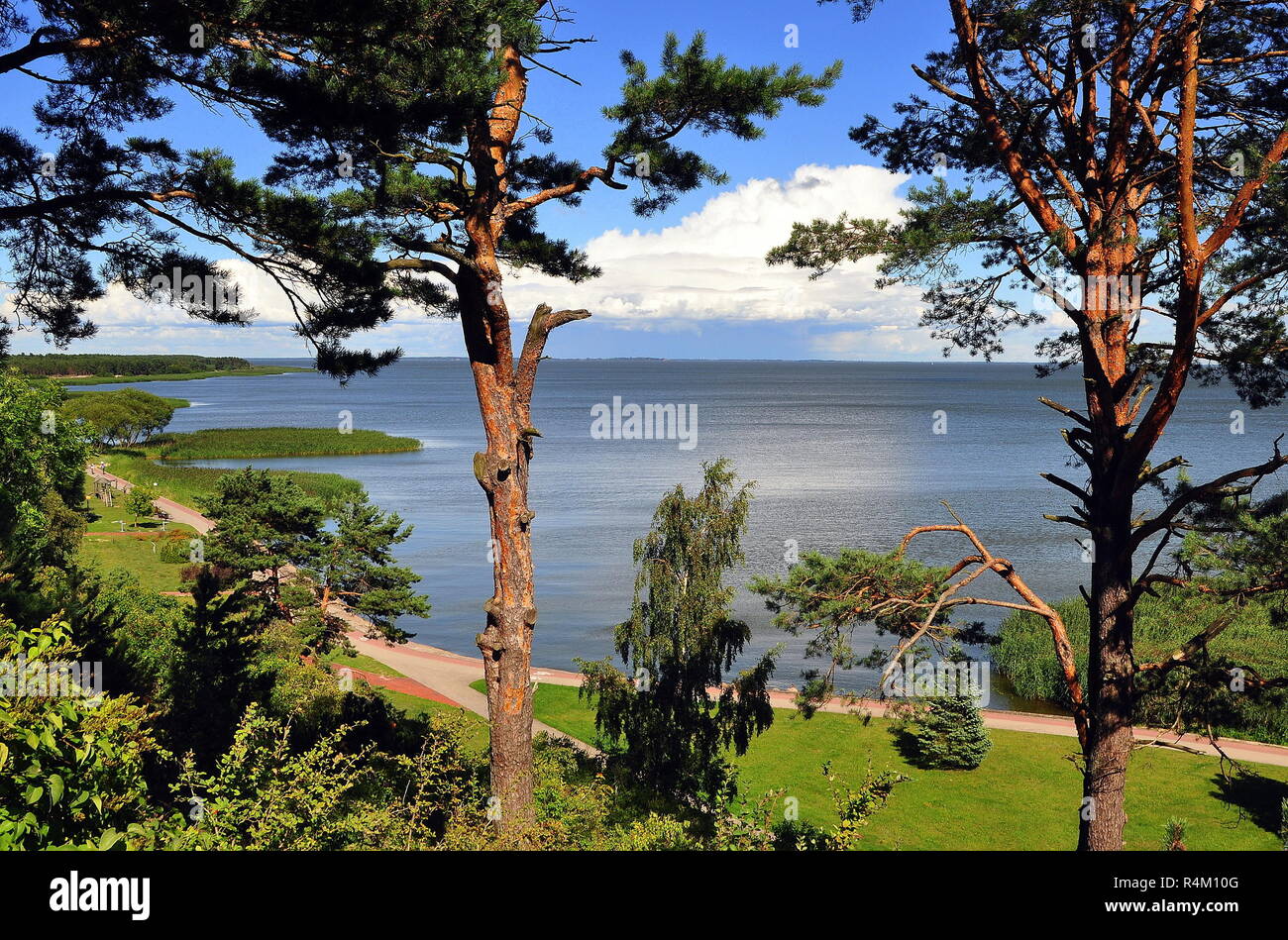 landscape with trees on the shore of the curonian spit Stock Photo