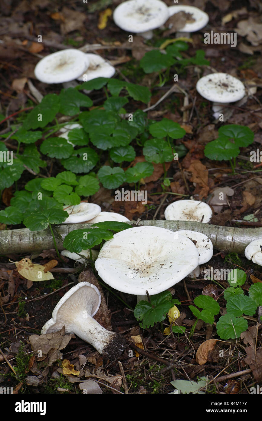 Giant fake mushrooms hi-res stock photography and images - Alamy