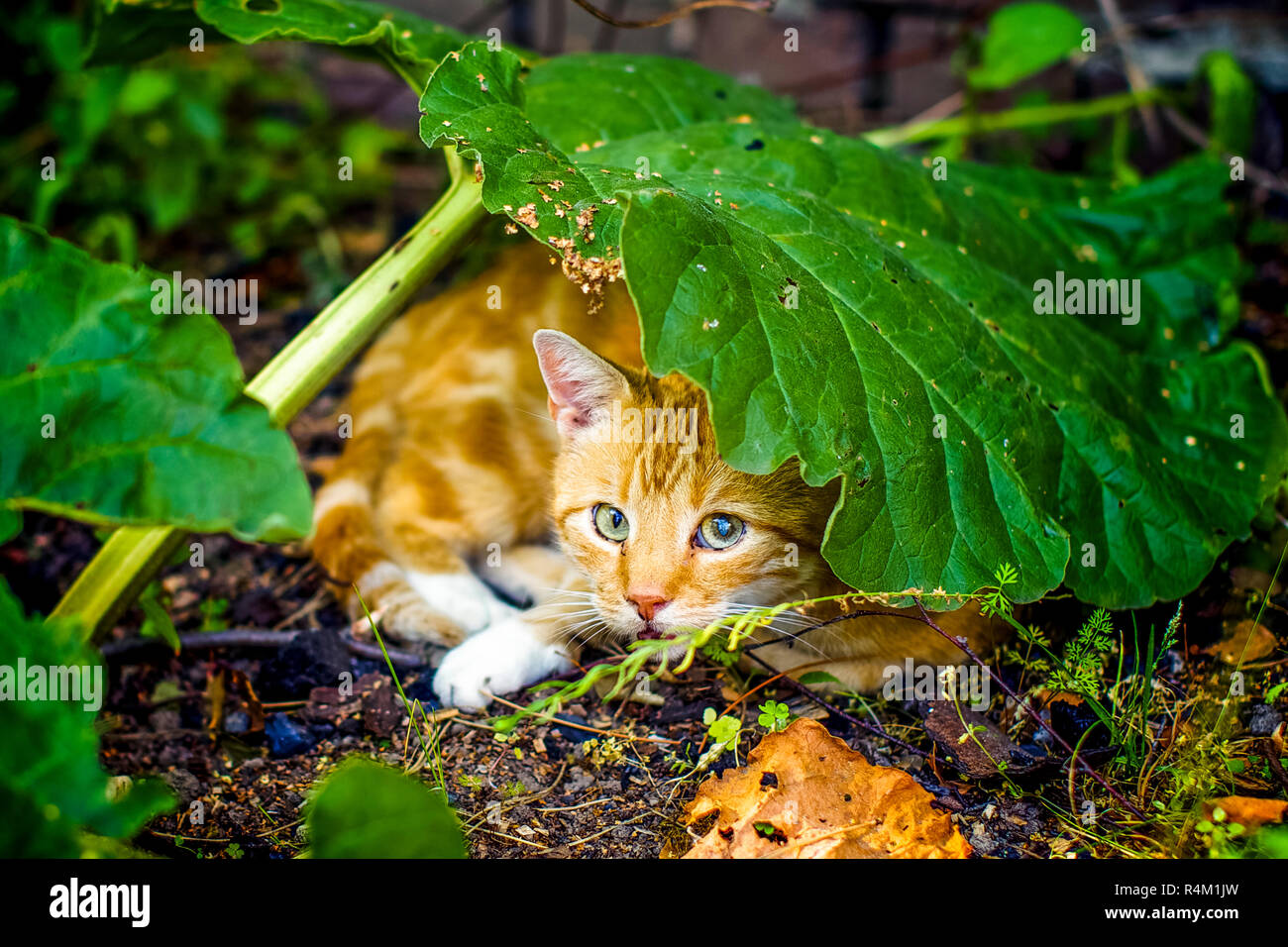 Cat on rhubarb. This is not a new dessert creation, but a shady place to sleep in the garden. A cat hides under a rhubarb leaf Stock Photo
