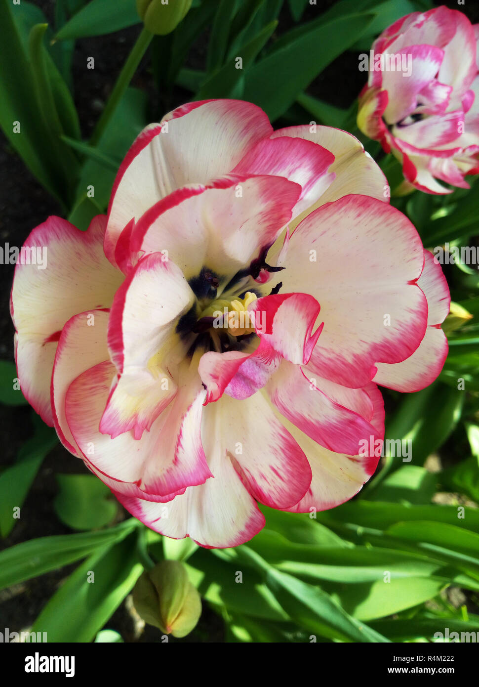 Pink tulip flower closeup using shallow focus in soft lighting. Soft