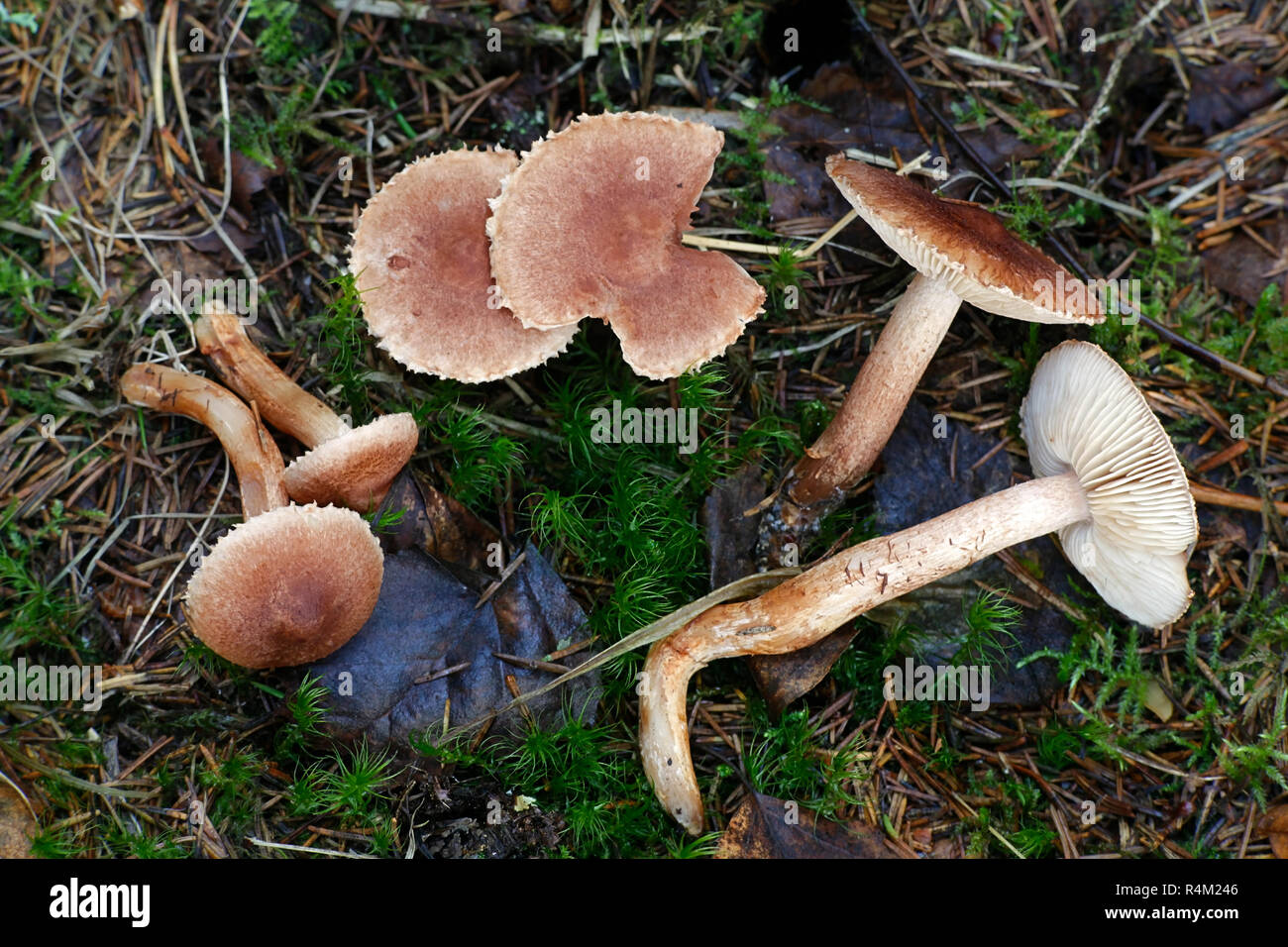 Tricholoma vaccinum, commonly known as the russet scaly tricholoma, the scaly knight, or the fuzztop Stock Photo